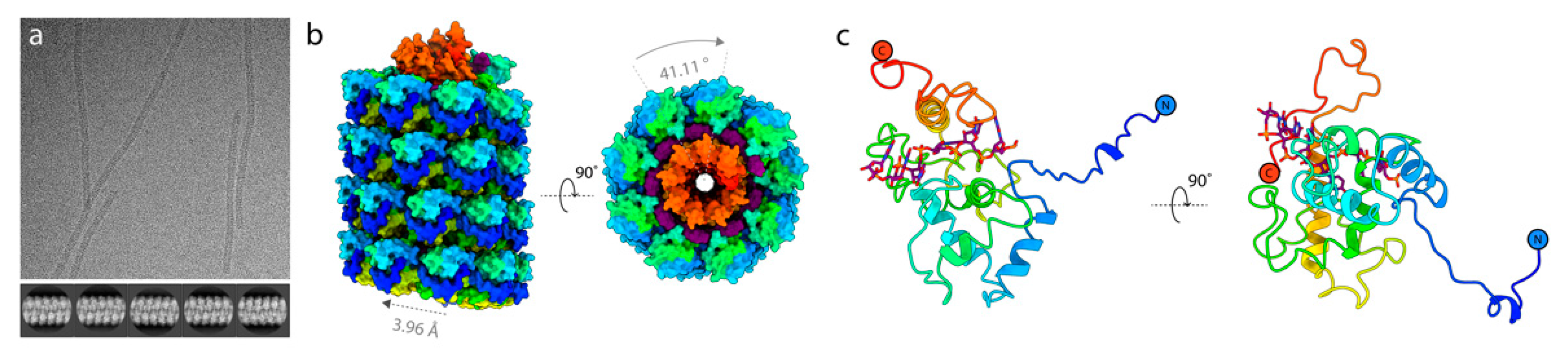 Viruses 13 00885 g005 Viruses 13 00885 g005