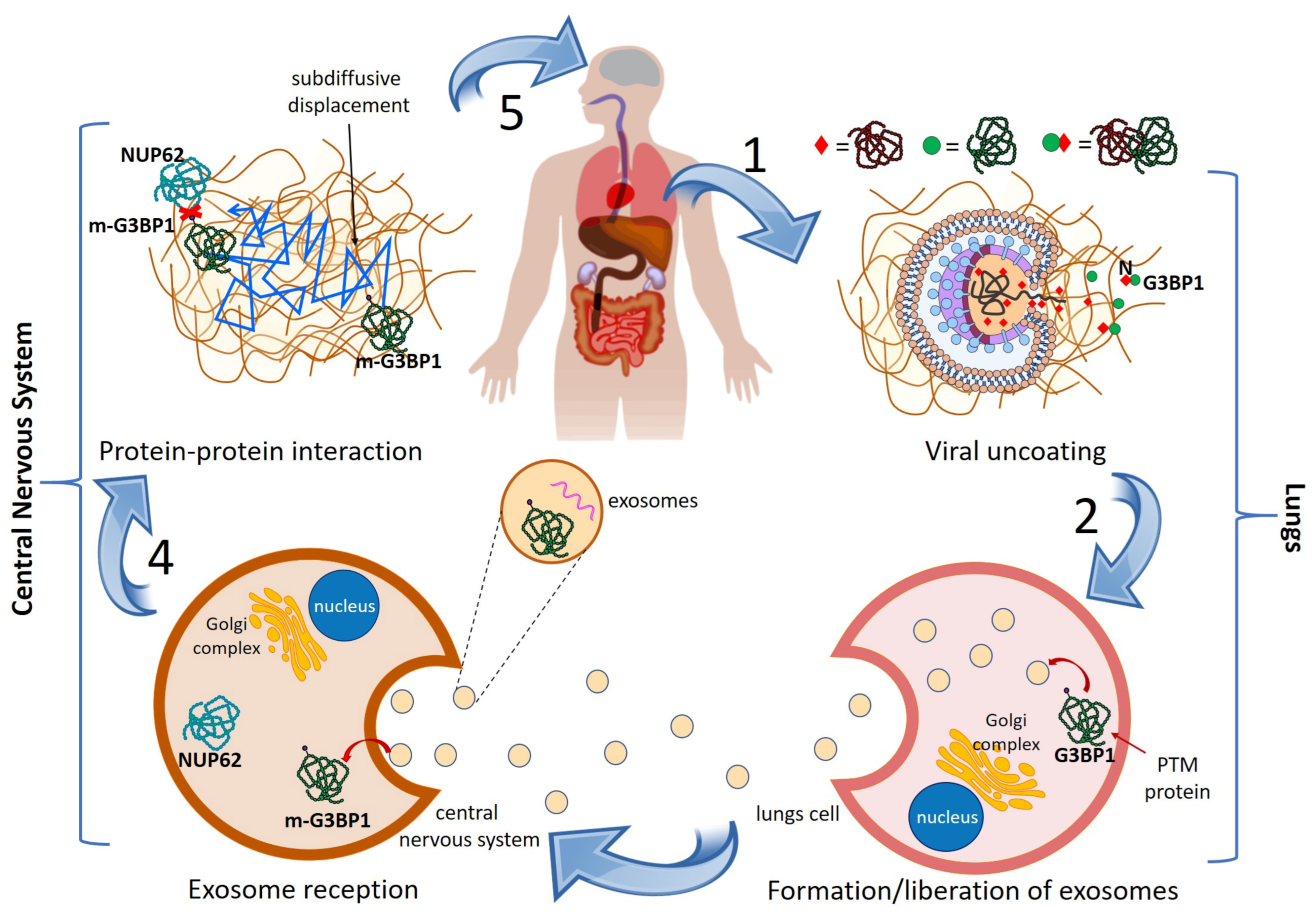 Viruses 13 00897 g001