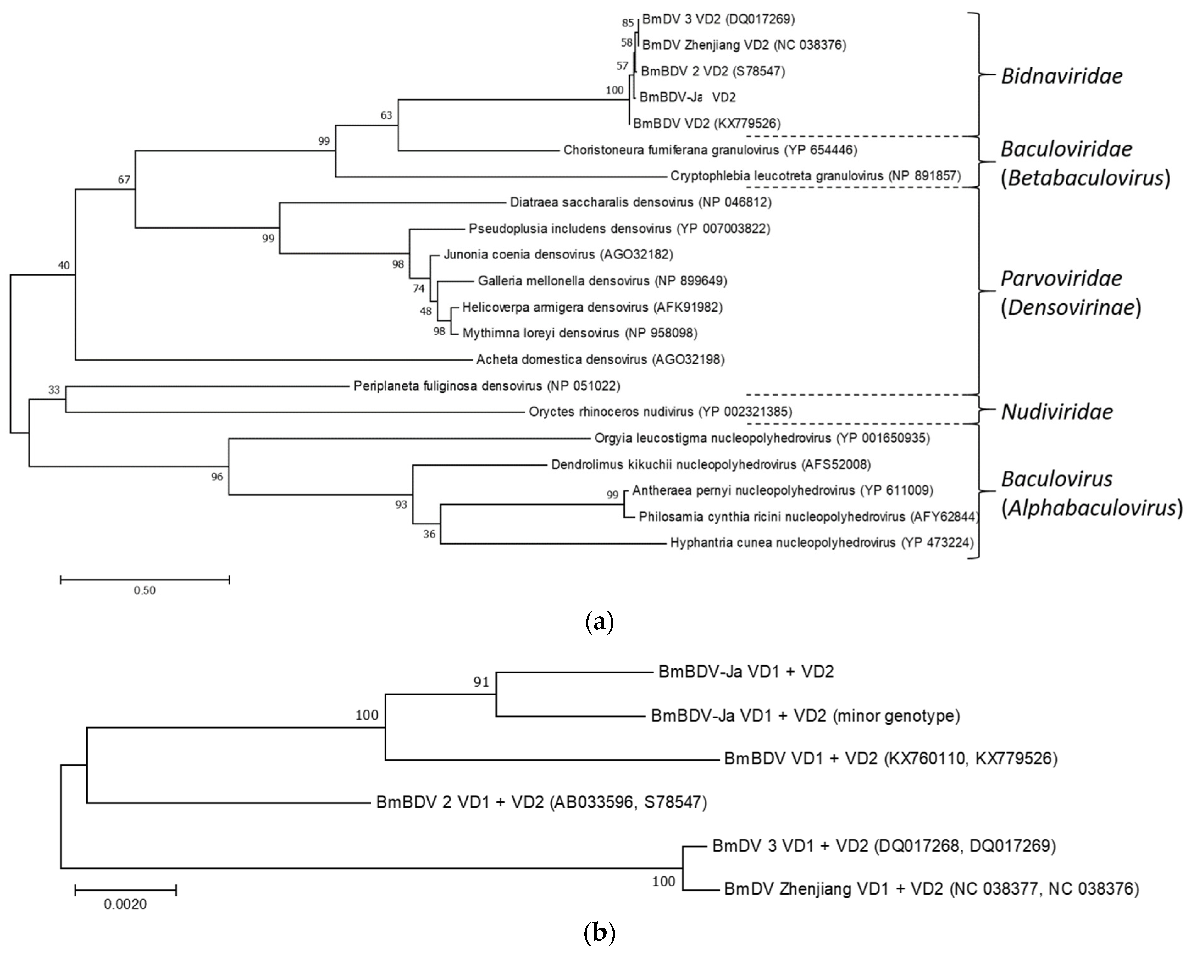 Viruses 13 00901 g006 Viruses 13 00901 g006