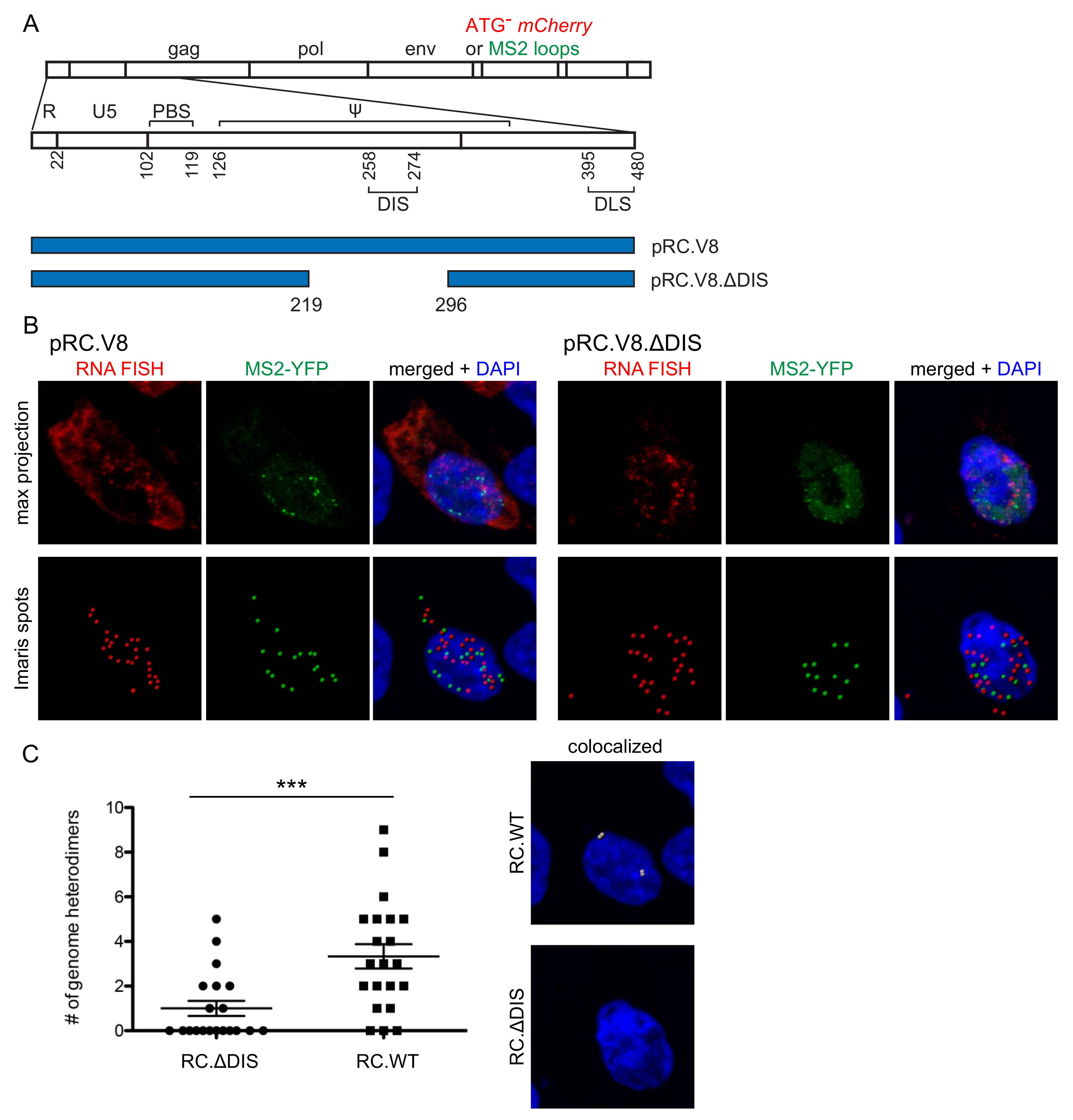 Viruses 13 00903 g003