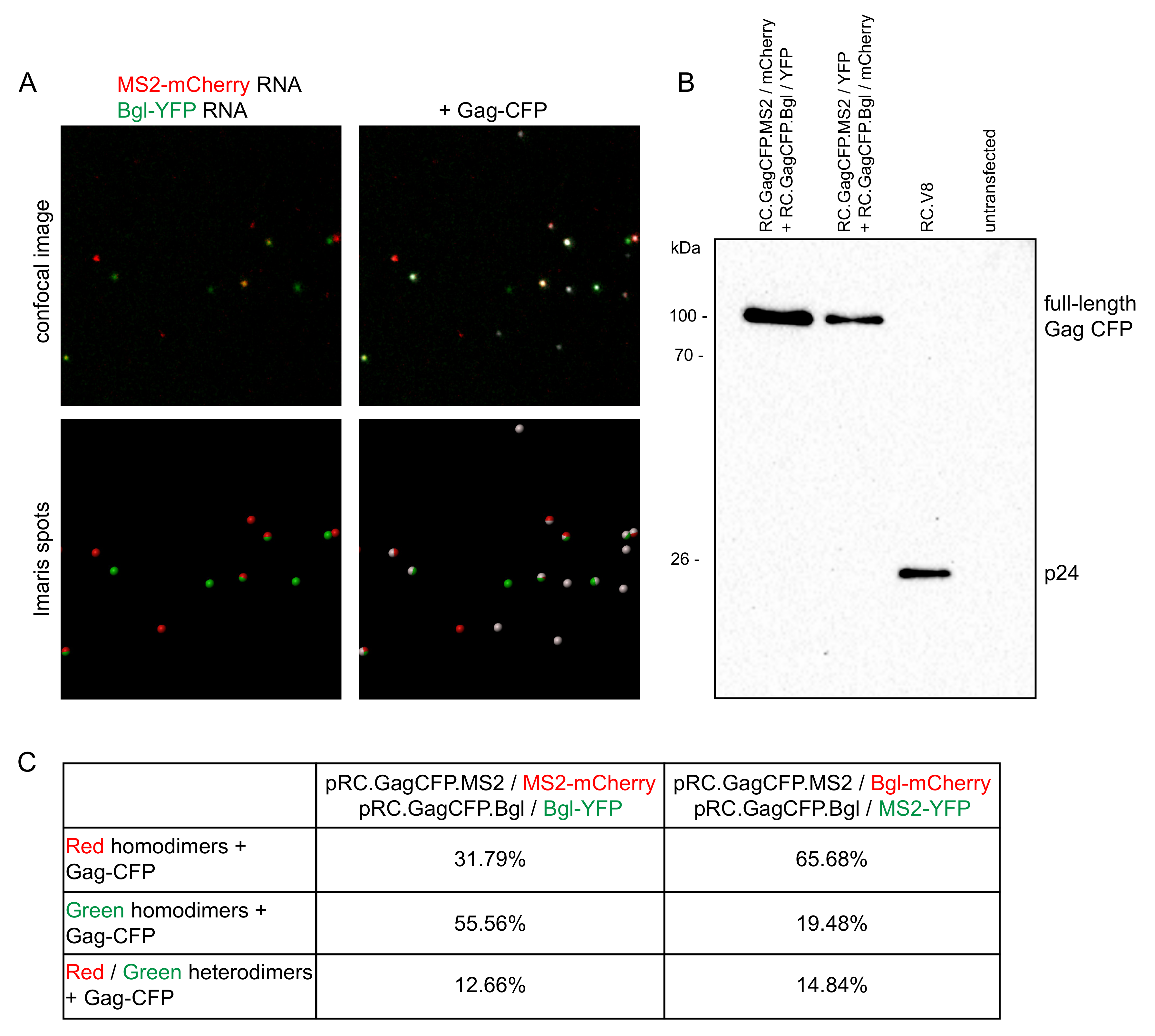 Viruses 13 00903 g004