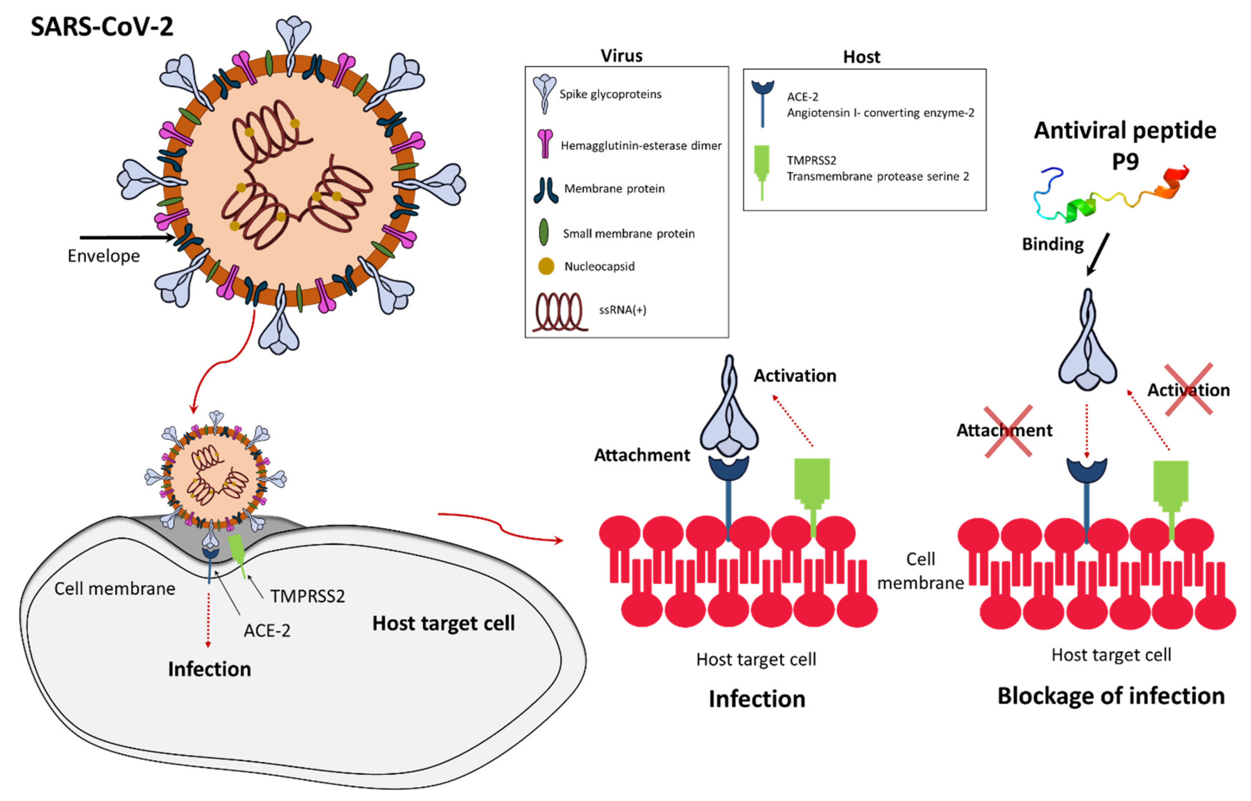 Viruses 13 00912 g002