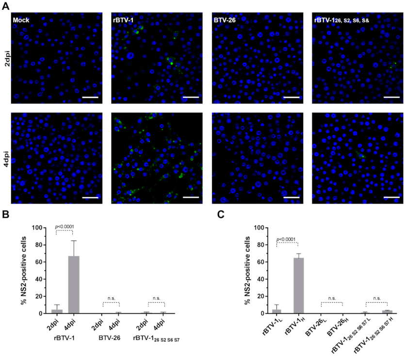 Viruses 13 00919 g005 Viruses 13 00919 g005