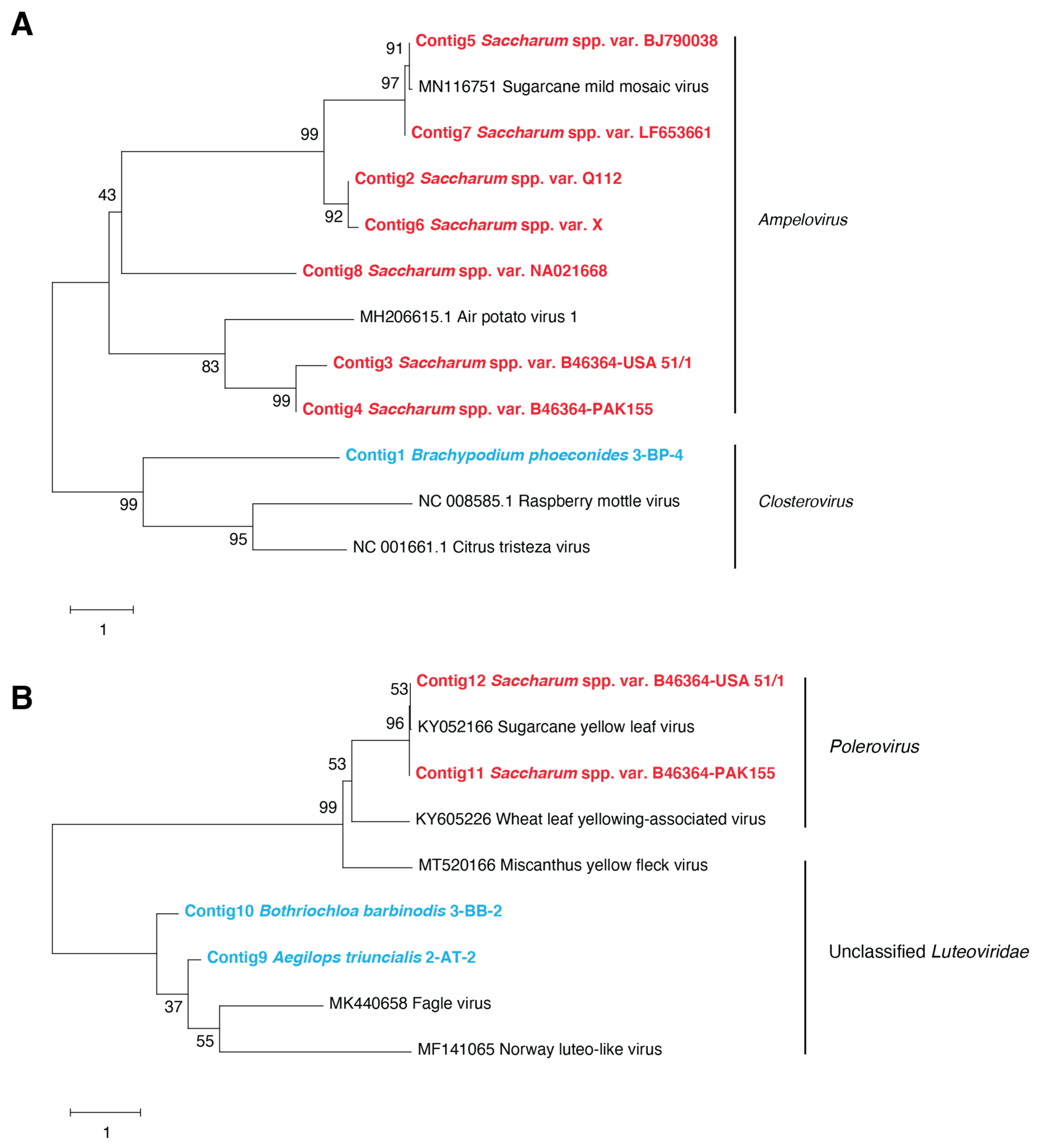 Viruses 13 00922 g002 Viruses 13 00922 g002