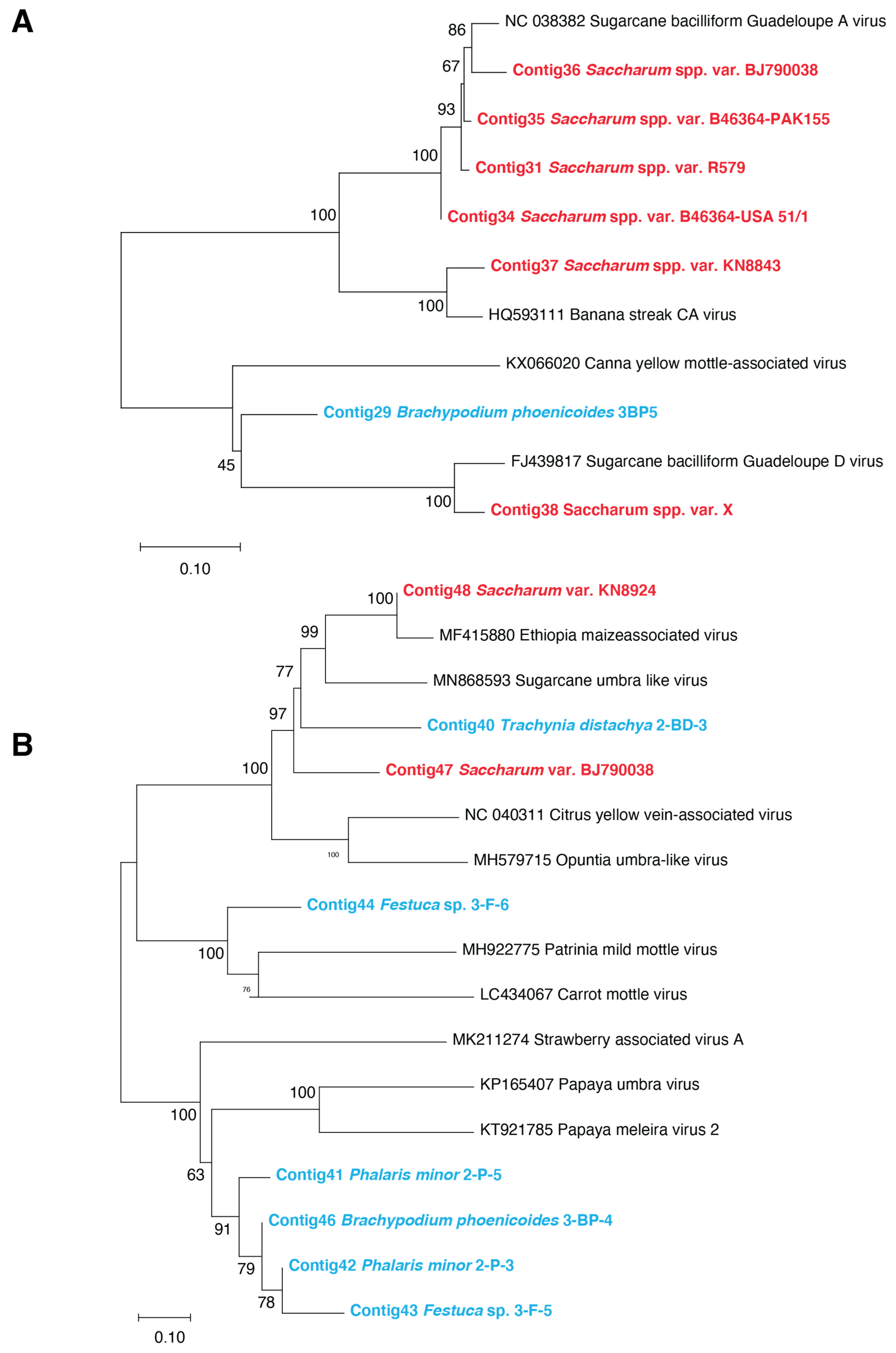Viruses 13 00922 g004 Viruses 13 00922 g004