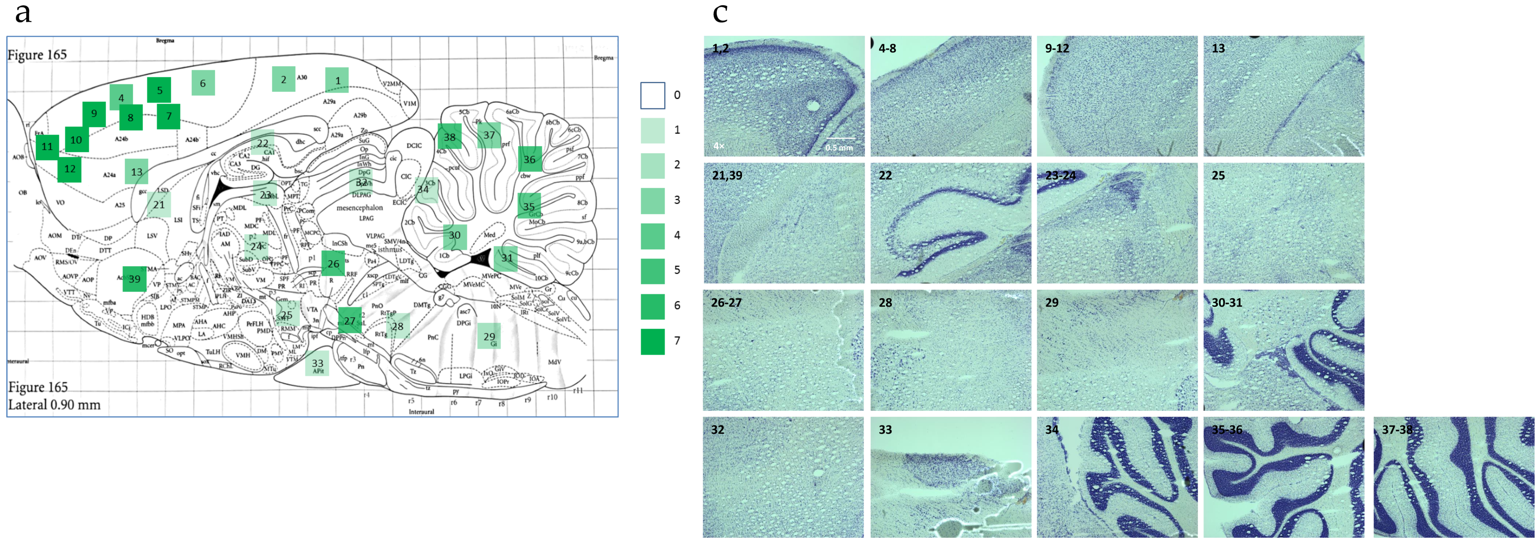 Viruses 13 00924 g002a Viruses 13 00924 g002a
