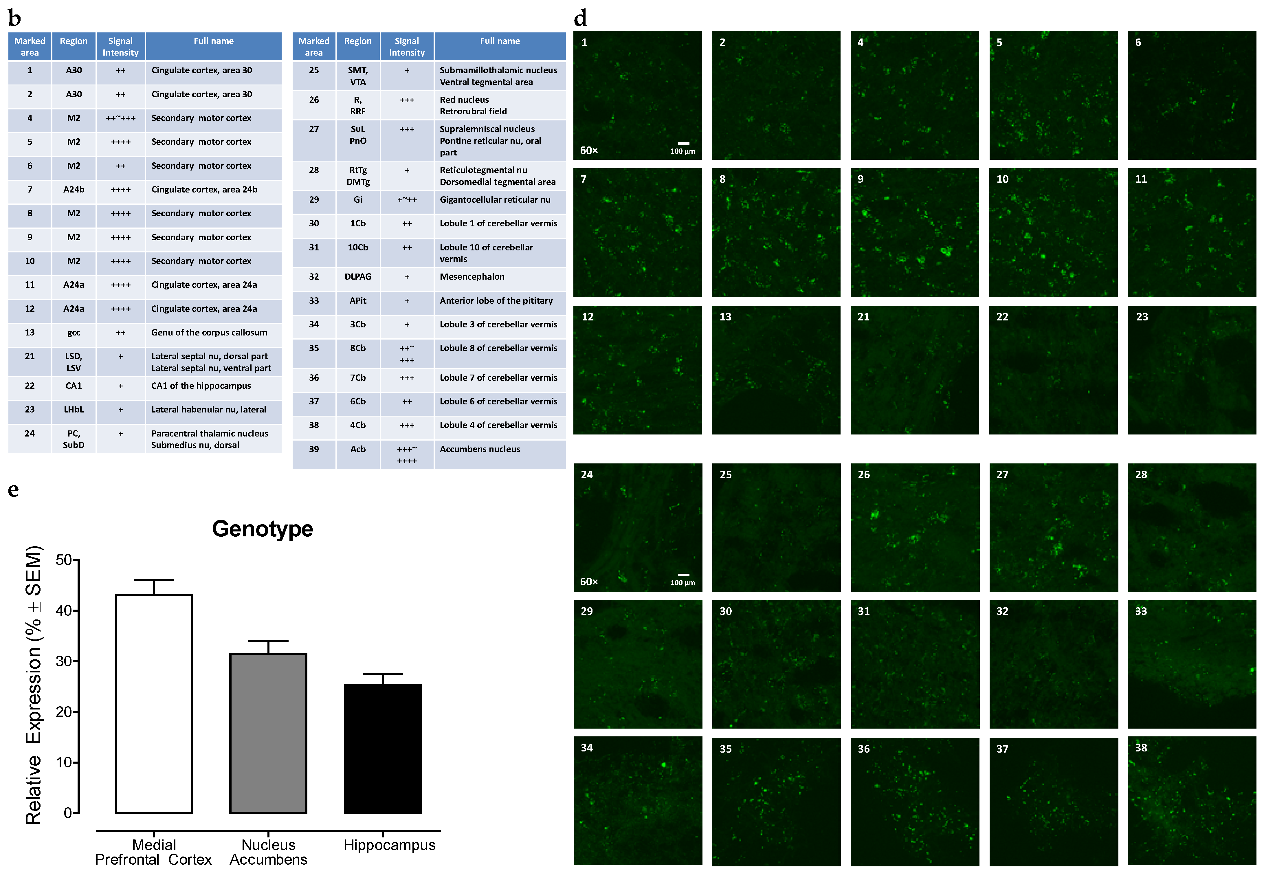 Viruses 13 00924 g002b Viruses 13 00924 g002b