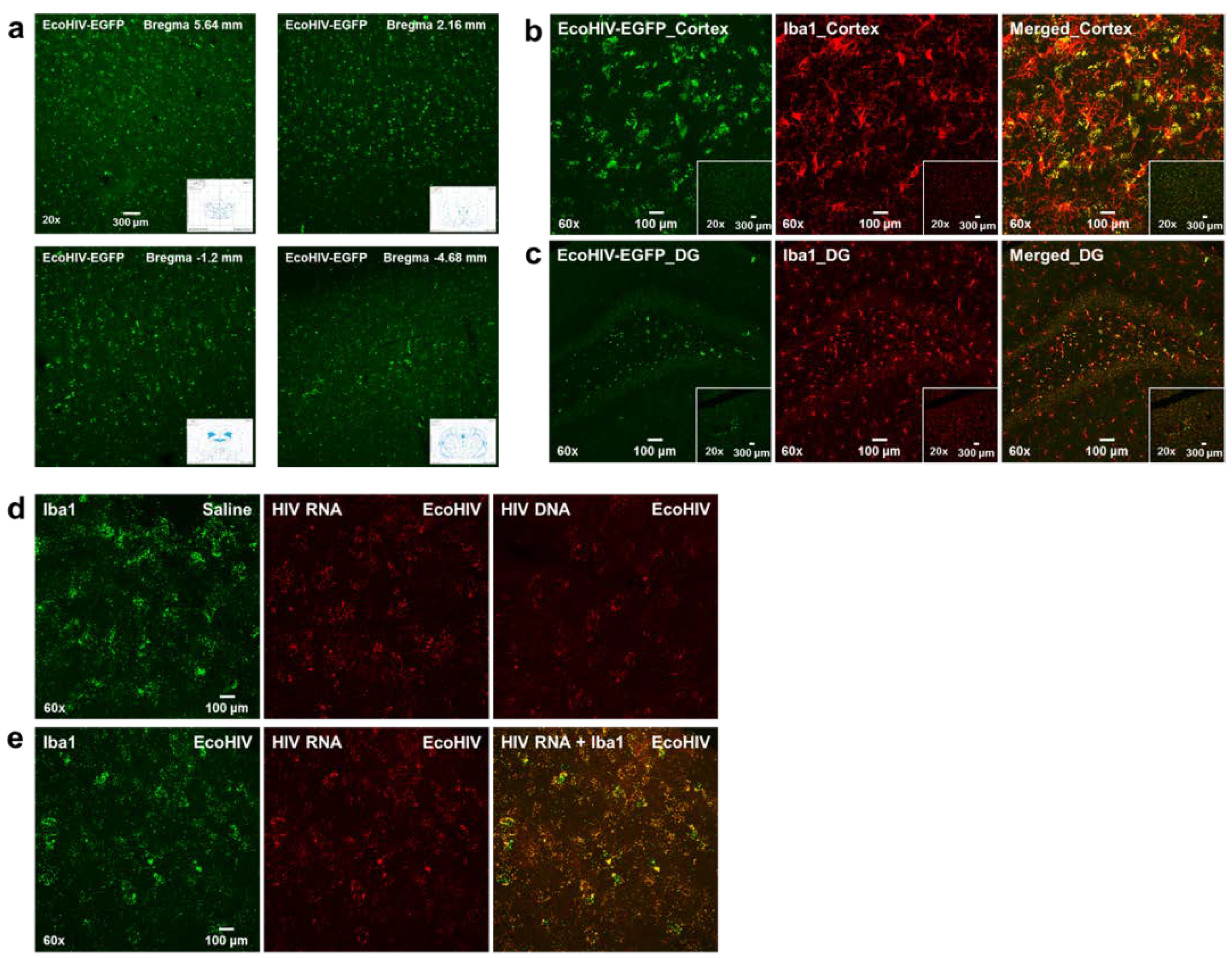 Viruses 13 00924 g006 Viruses 13 00924 g006
