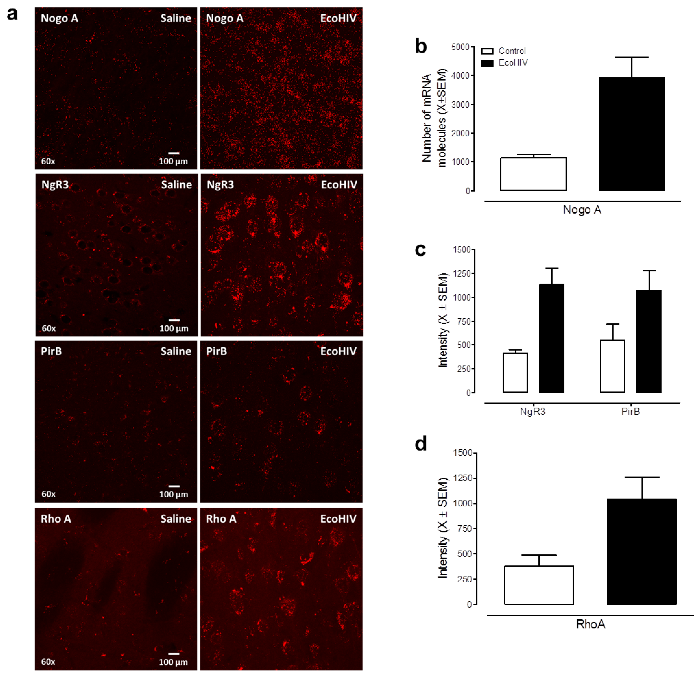 Viruses 13 00924 g009 Viruses 13 00924 g009
