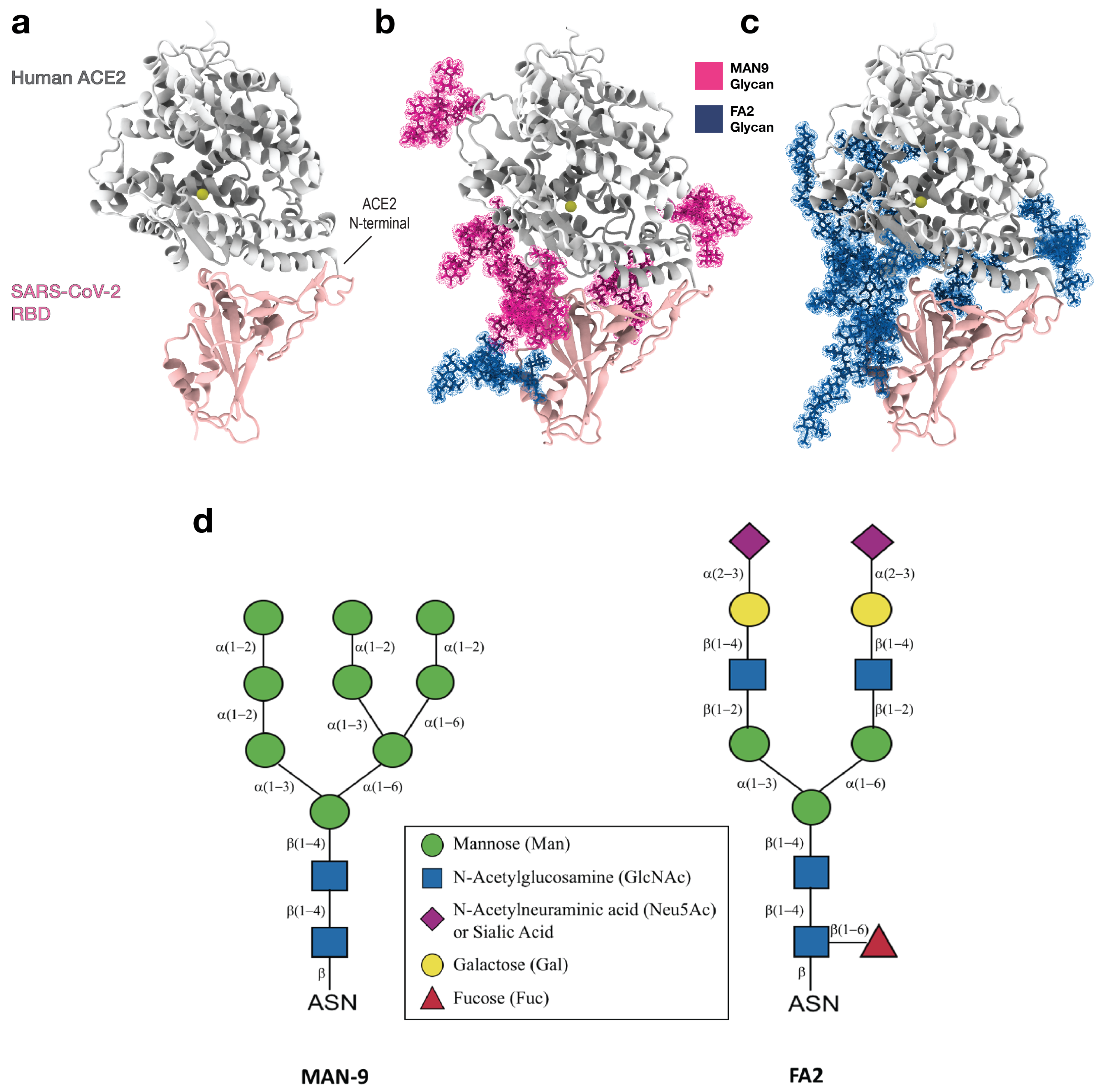 Viruses 13 00927 g001 Viruses 13 00927 g001