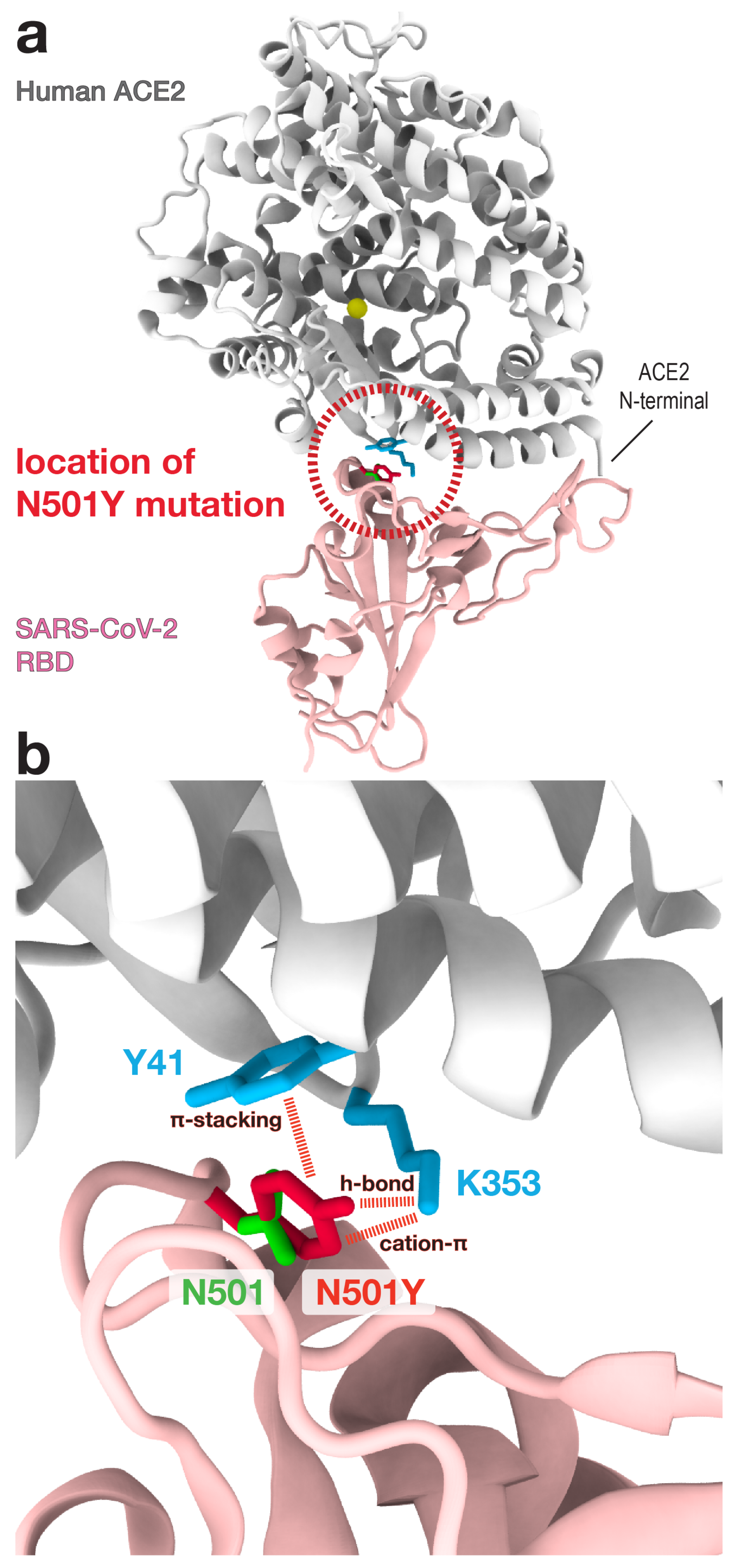 Viruses 13 00927 g003 Viruses 13 00927 g003