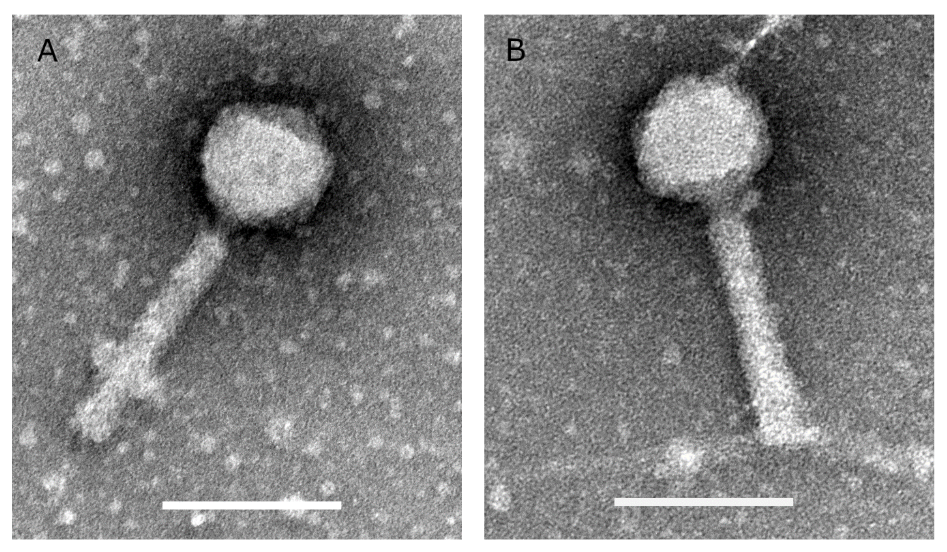 Viruses 13 00928 g001 Viruses 13 00928 g001