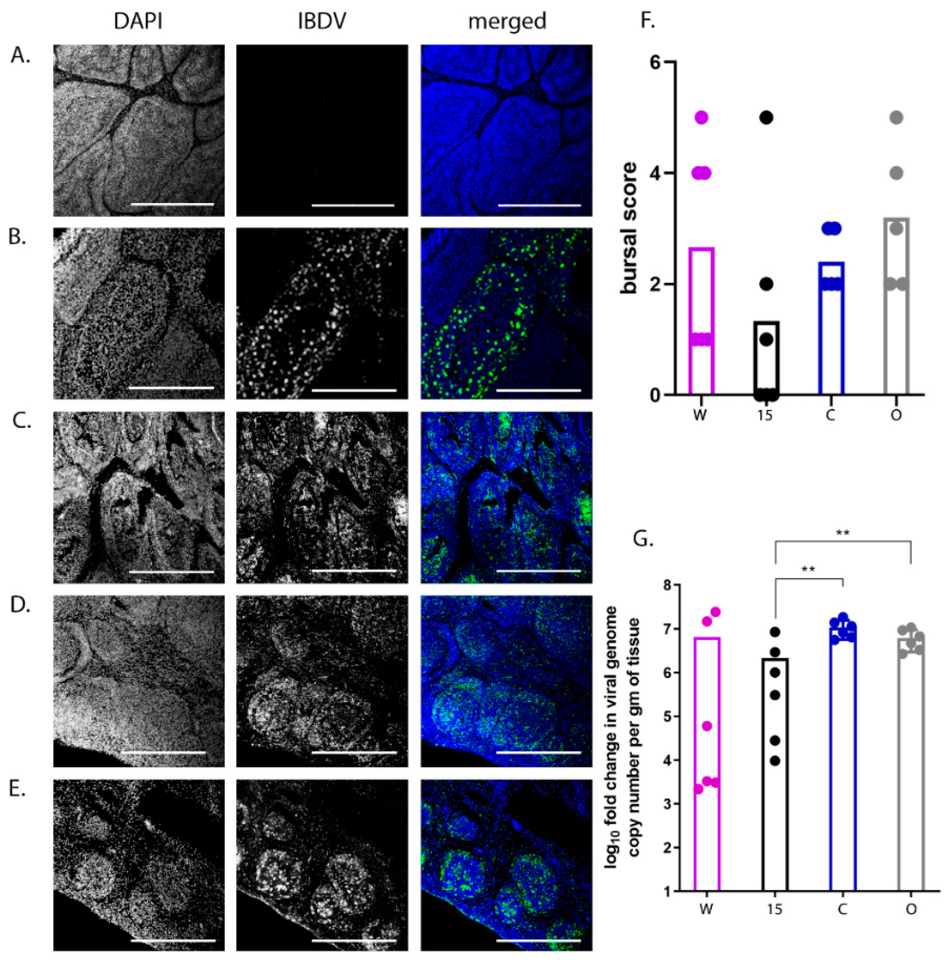 Viruses 13 00933 g003