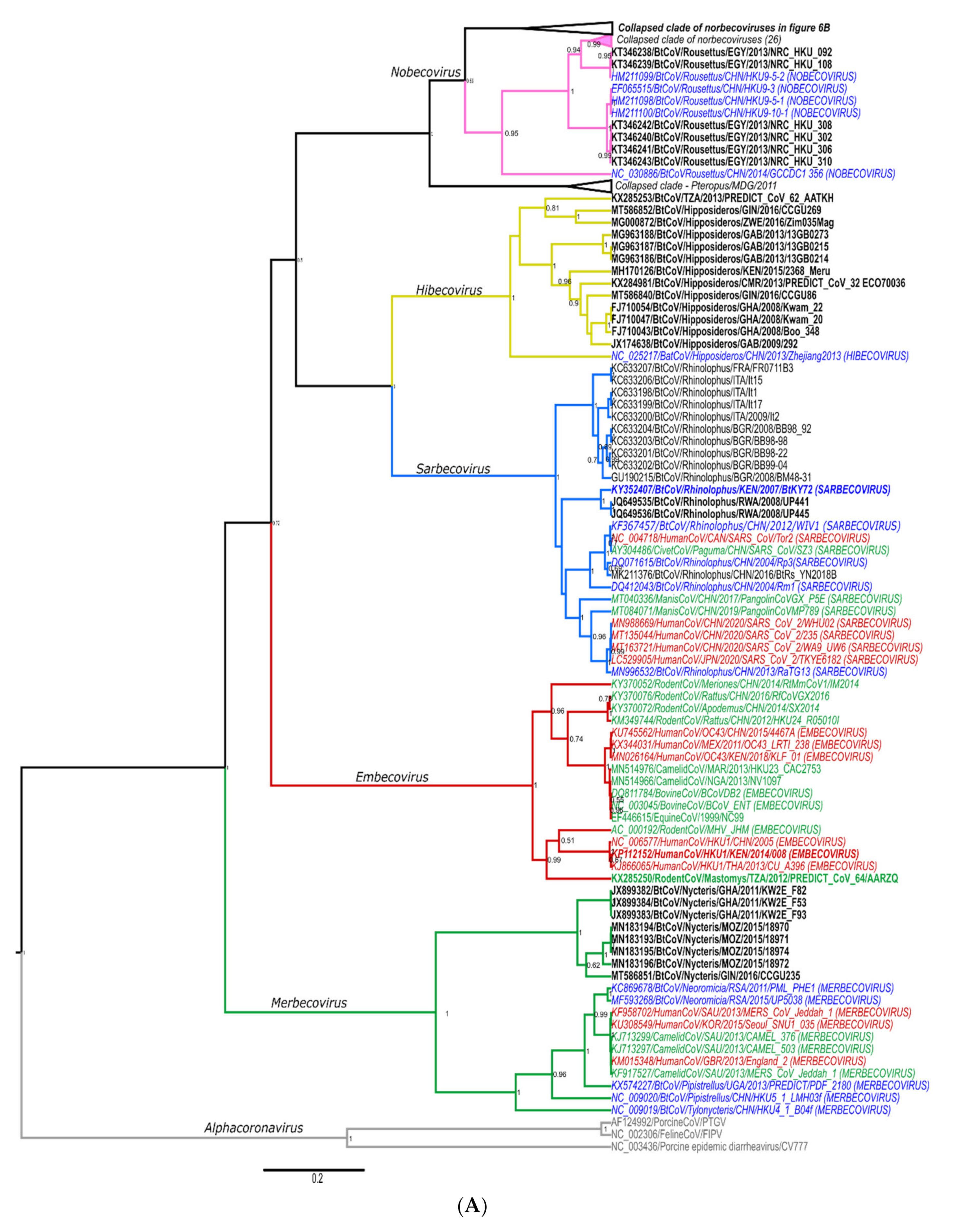 Viruses 13 00936 g006a