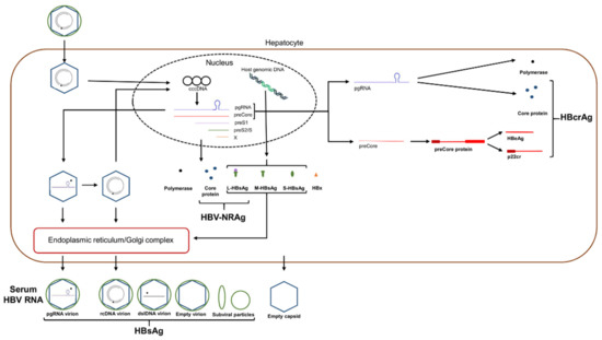 Novel Biomarkers of Hepatitis B Virus and Their Use in Chronic ...