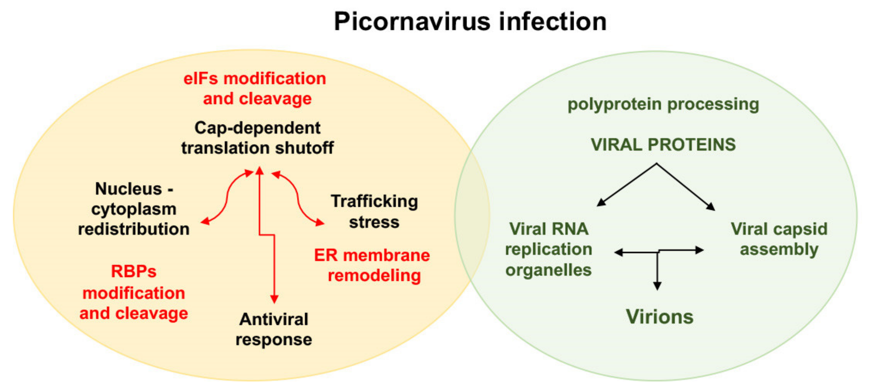 Viruses 13 00952 g002 Viruses 13 00952 g002