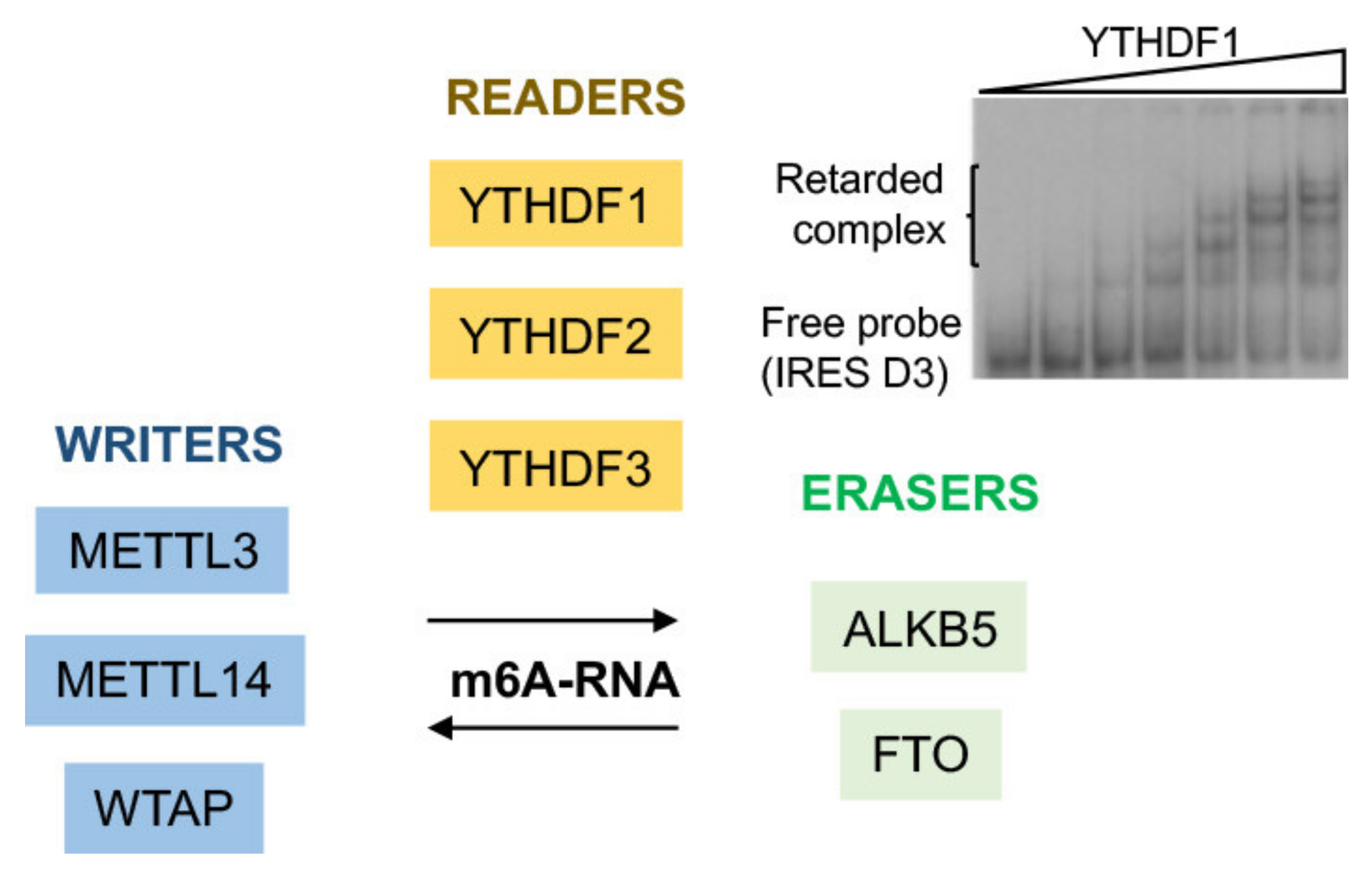 Viruses 13 00952 g005 Viruses 13 00952 g005
