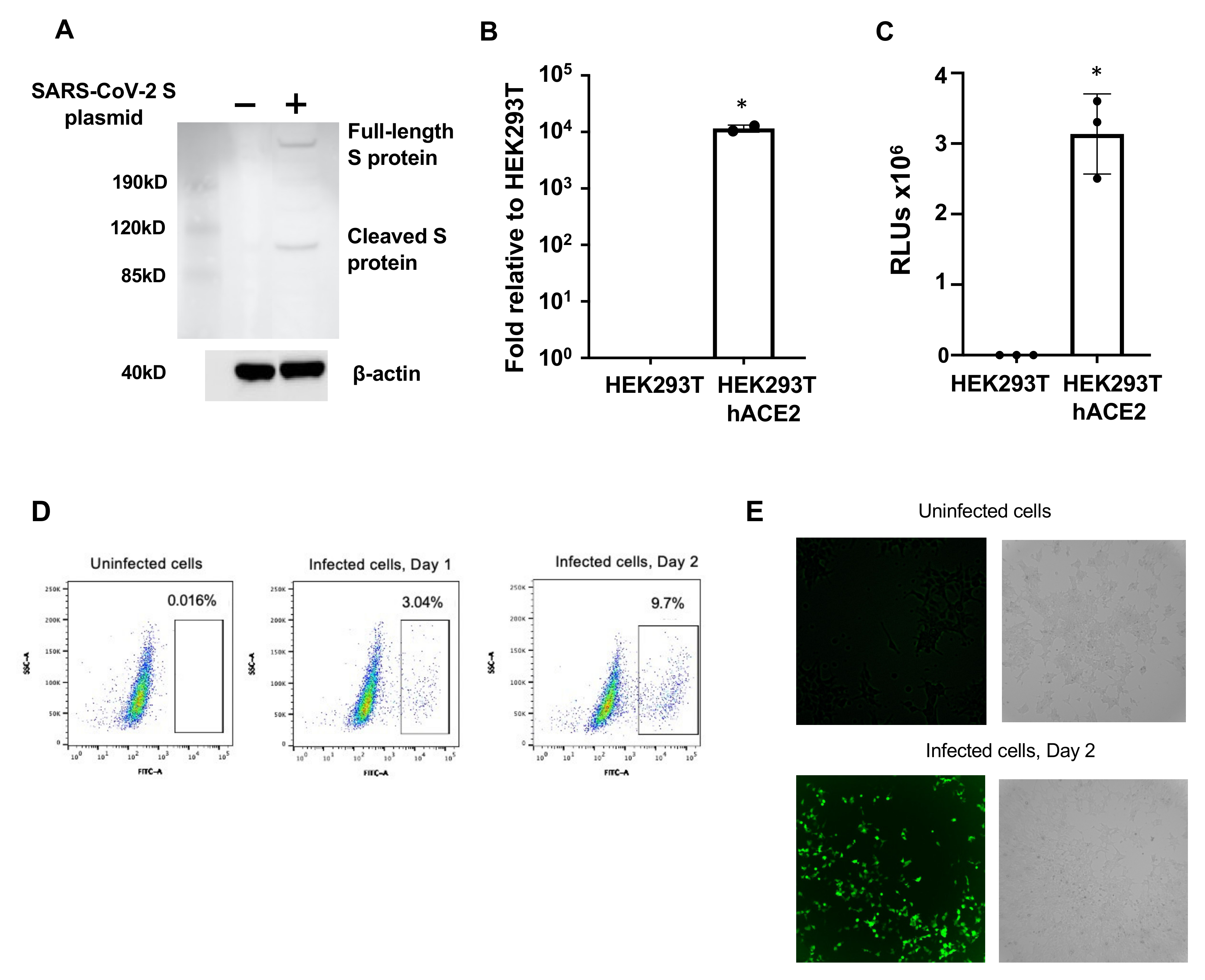 Viruses 13 00953 g001 Viruses 13 00953 g001