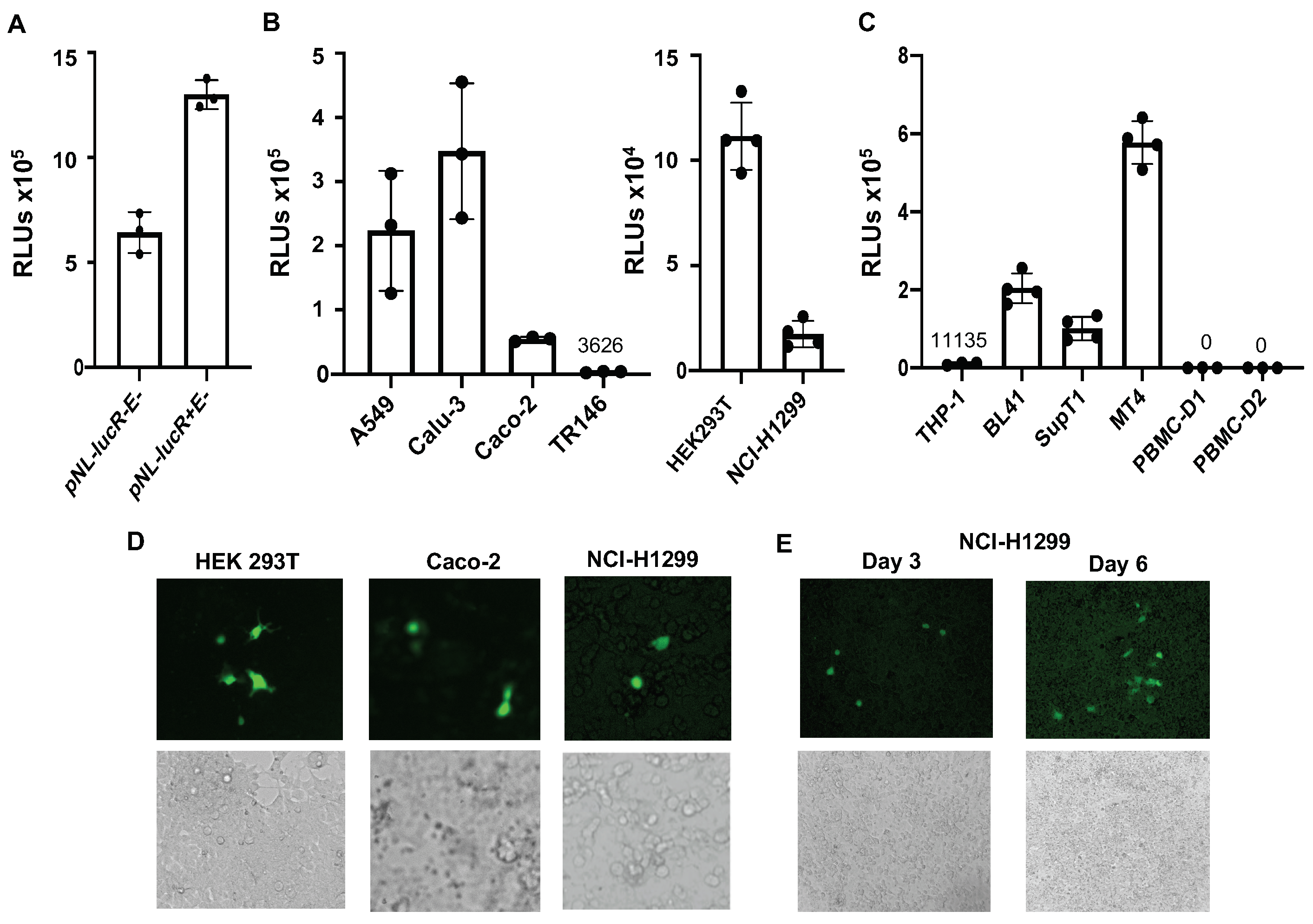 Viruses 13 00953 g005 Viruses 13 00953 g005
