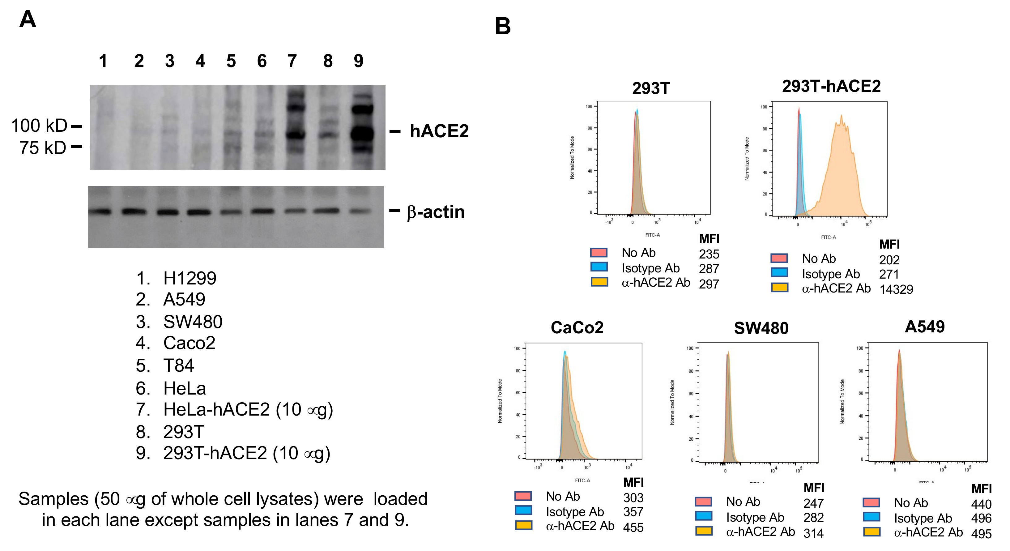Viruses 13 00953 g007 Viruses 13 00953 g007
