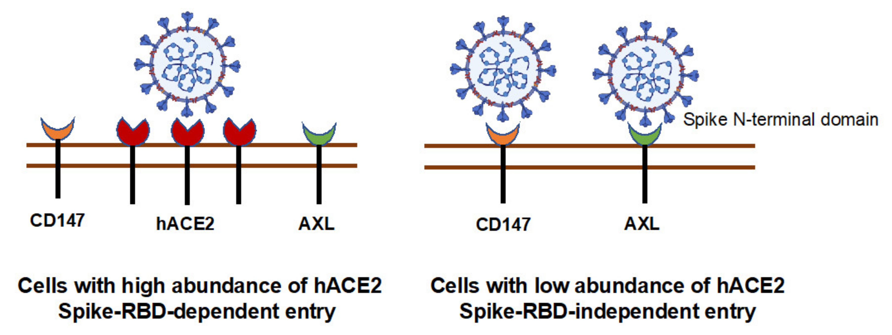 Viruses 13 00953 g010 Viruses 13 00953 g010