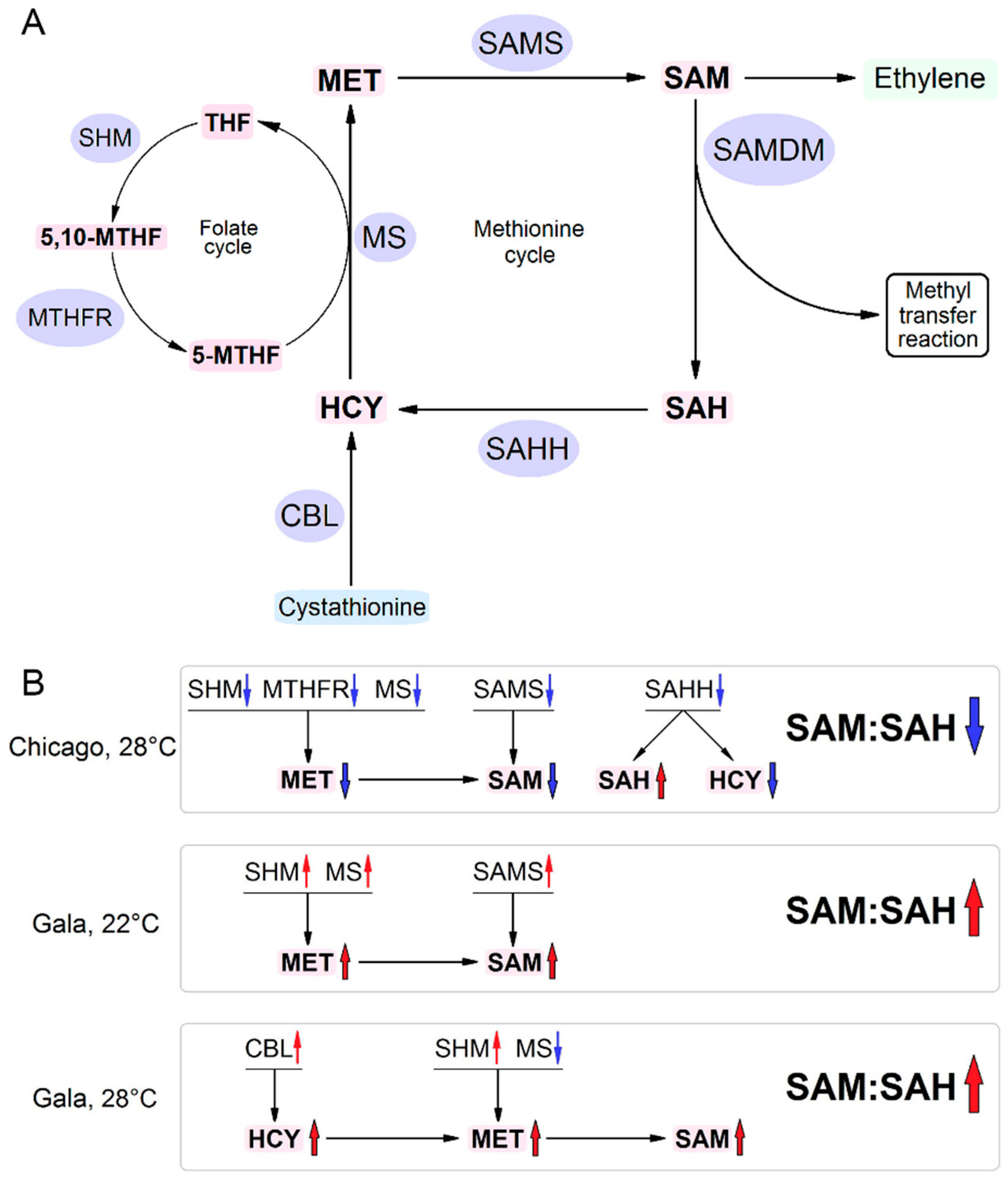 Viruses 13 00955 g001 Viruses 13 00955 g001