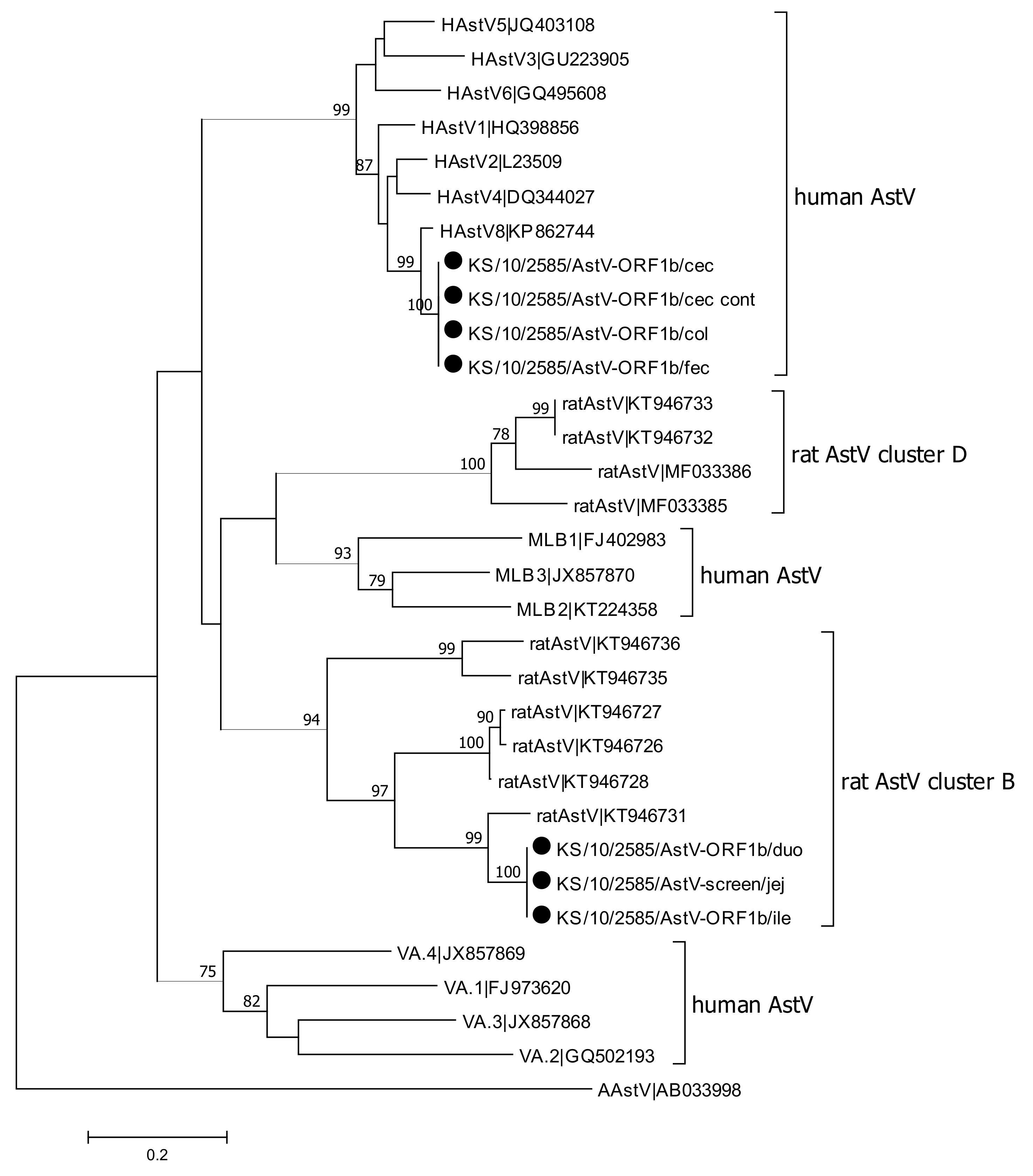 Viruses 13 00992 g002 Viruses 13 00992 g002