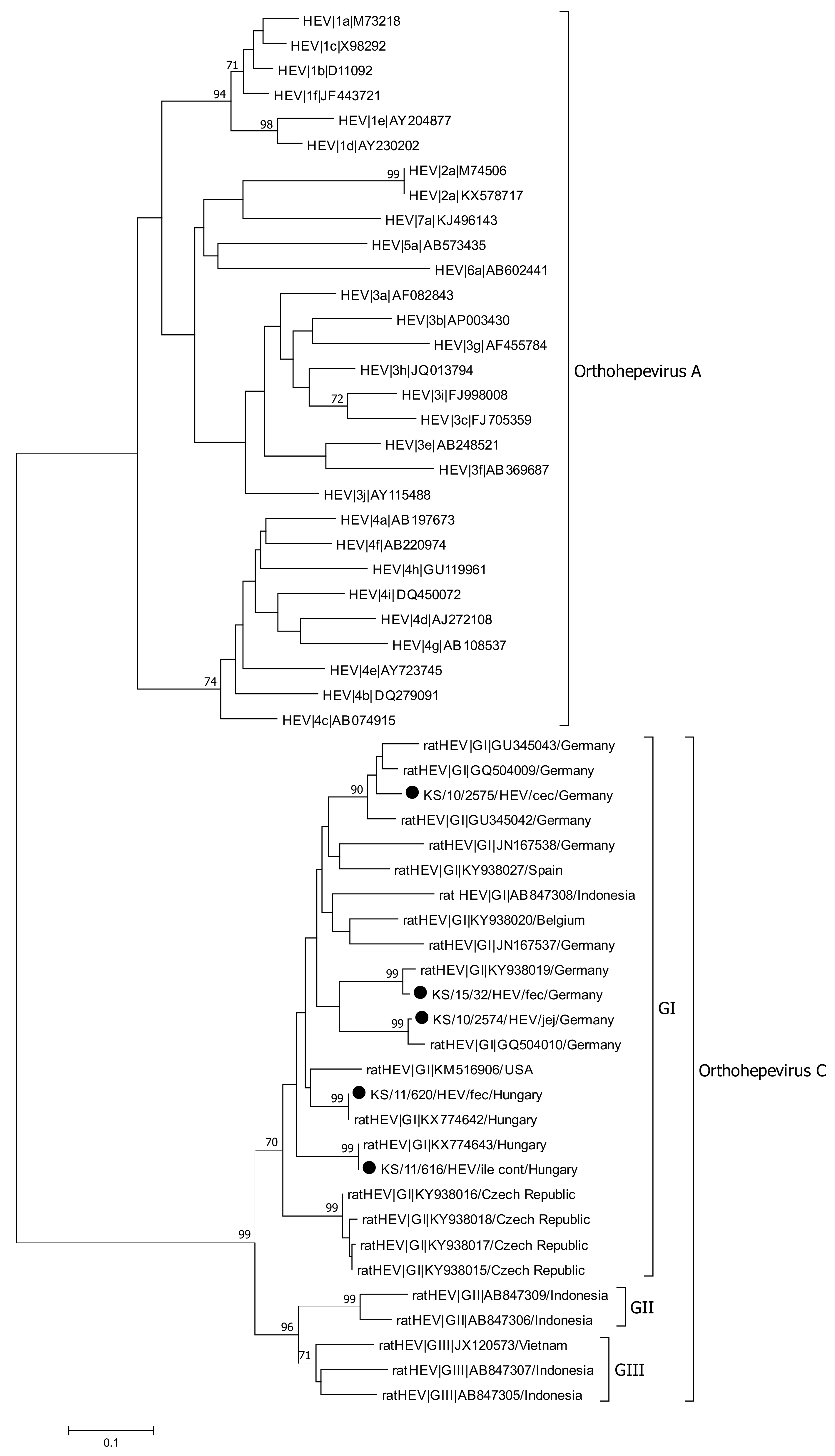 Viruses 13 00992 g004 Viruses 13 00992 g004