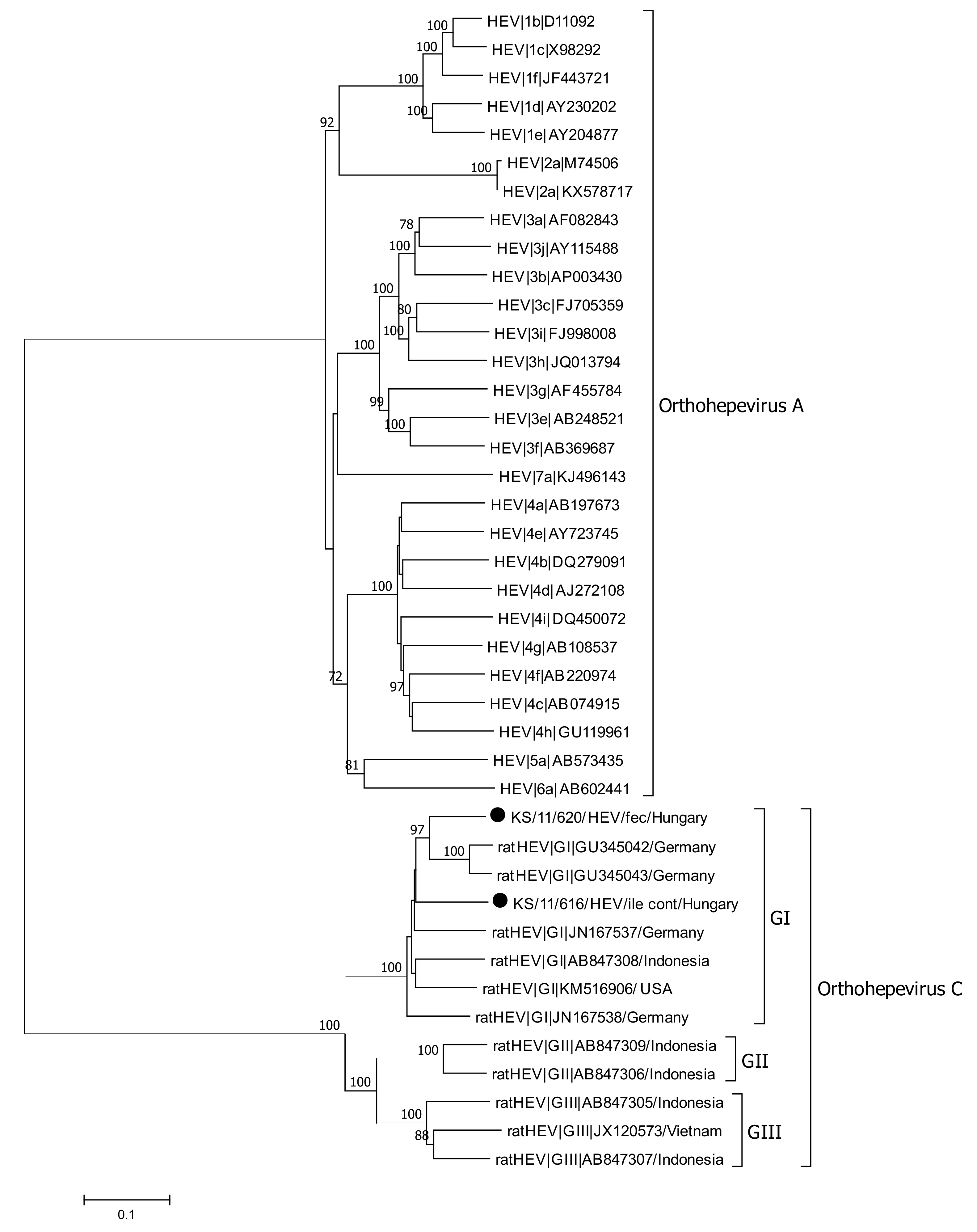 Viruses 13 00992 g005 Viruses 13 00992 g005