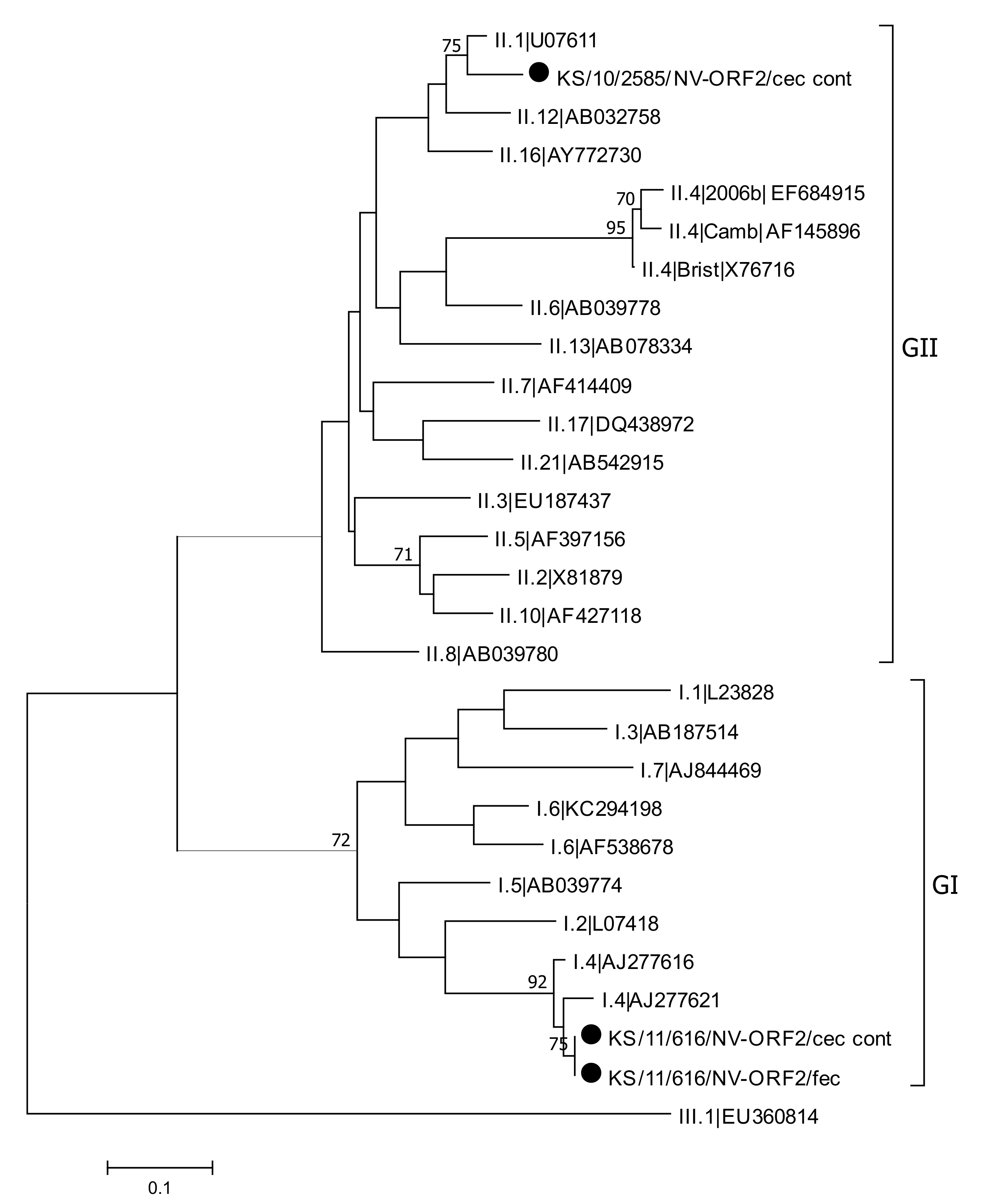 Viruses 13 00992 g007 Viruses 13 00992 g007