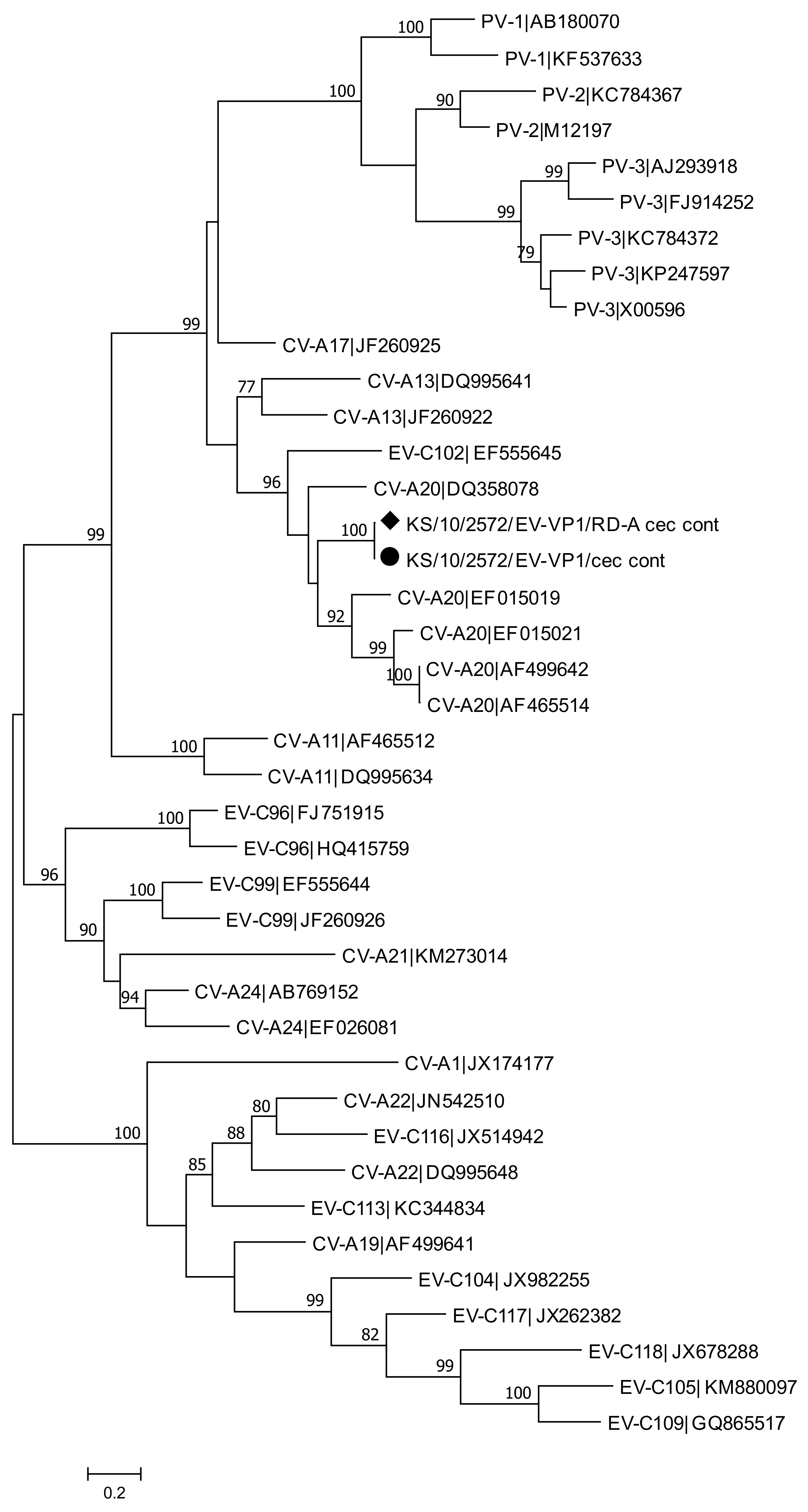 Viruses 13 00992 g008 Viruses 13 00992 g008