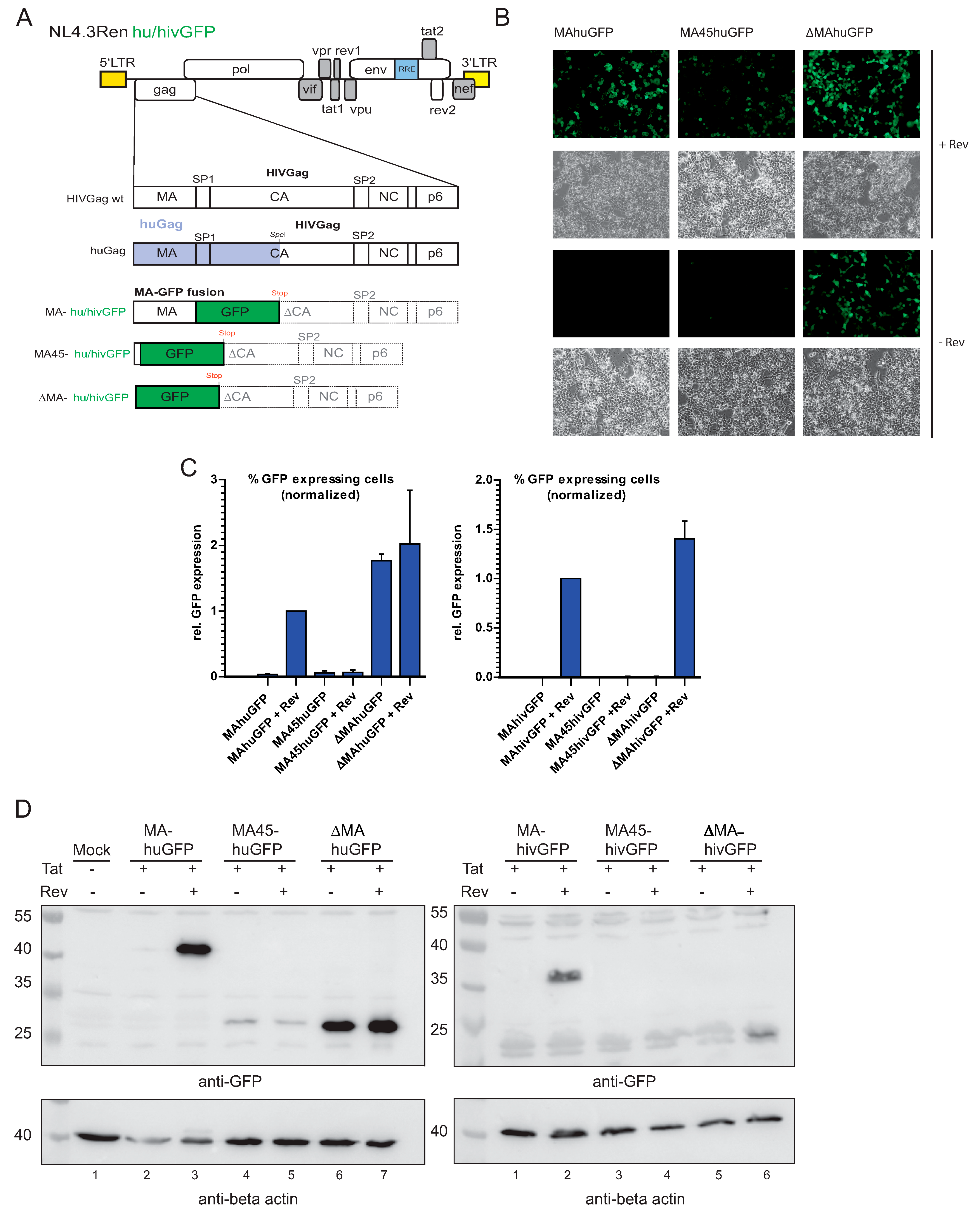 Viruses 13 00997 g001 Viruses 13 00997 g001