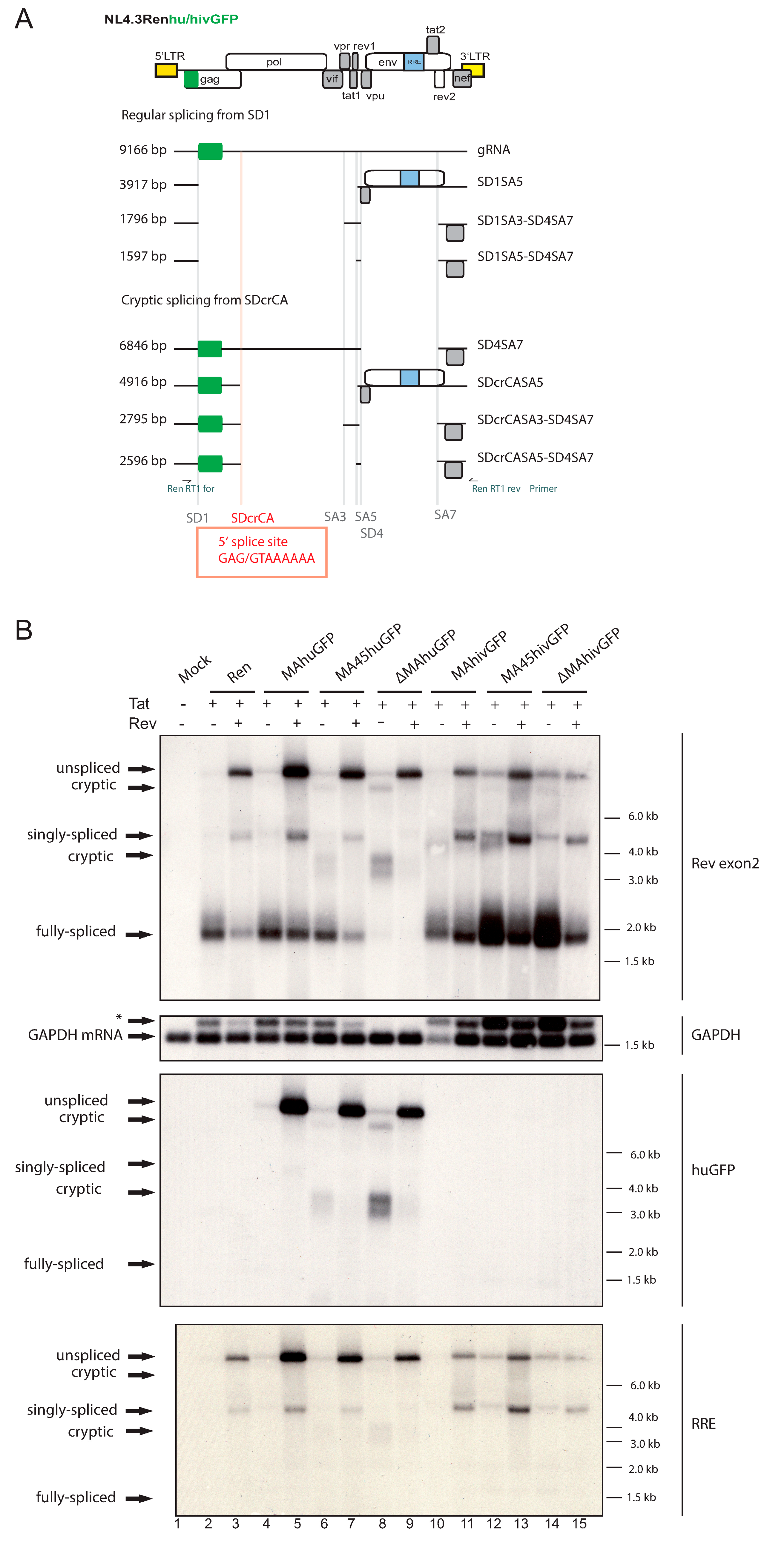 Viruses 13 00997 g002 Viruses 13 00997 g002