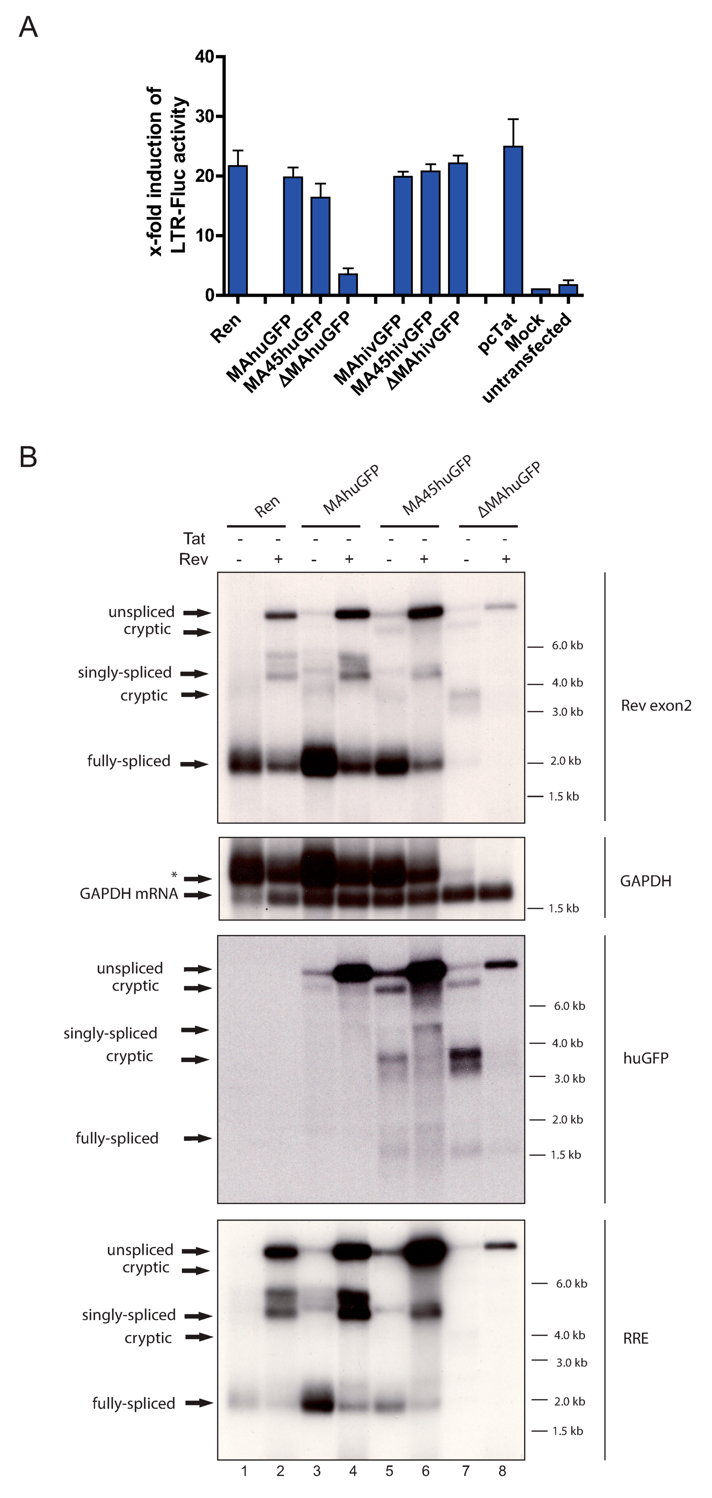 Viruses 13 00997 g003 Viruses 13 00997 g003