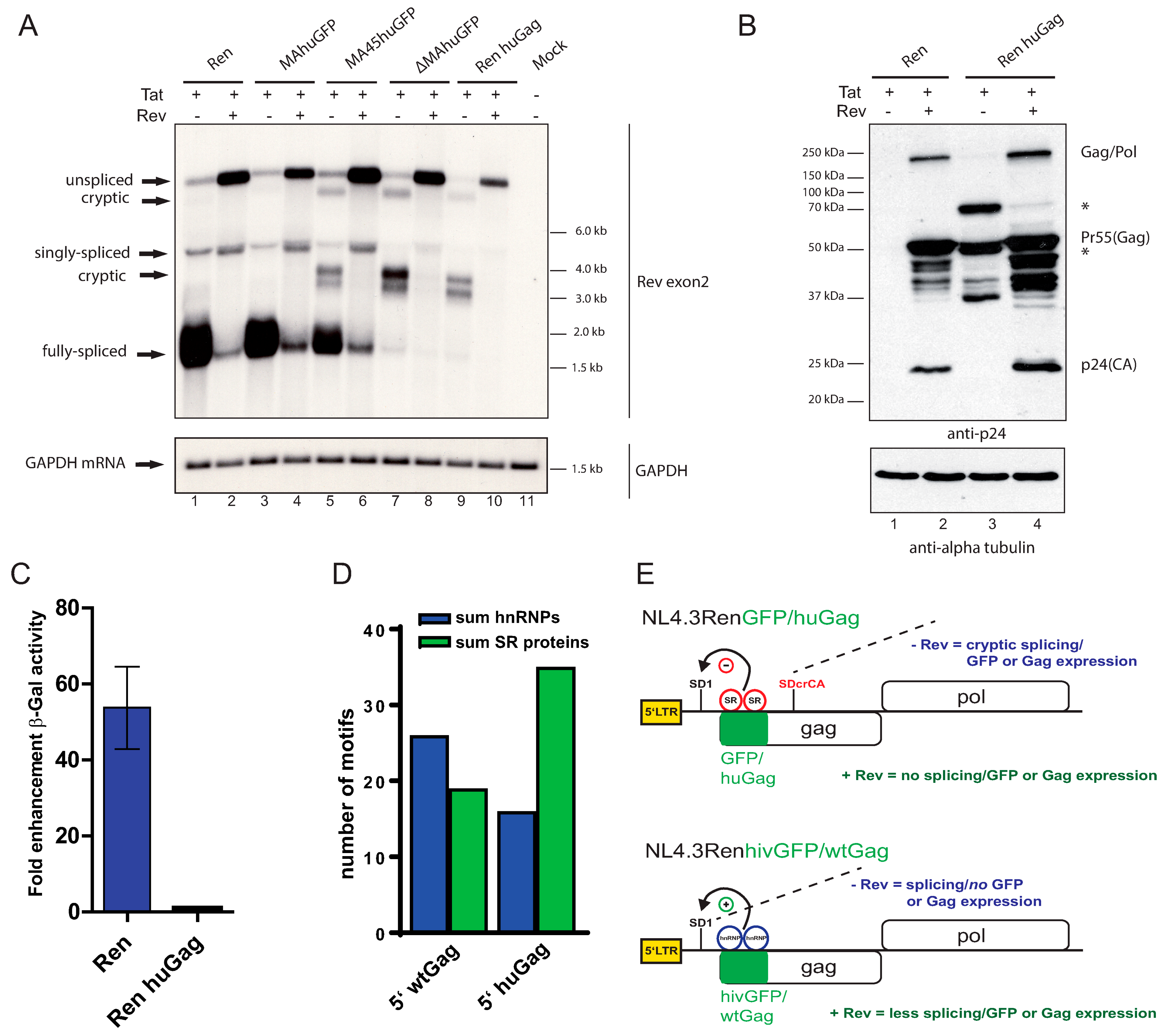 Viruses 13 00997 g004 Viruses 13 00997 g004