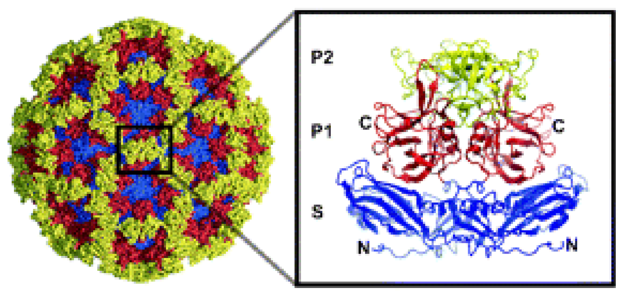 Viruses 13 00998 g003 Viruses 13 00998 g003