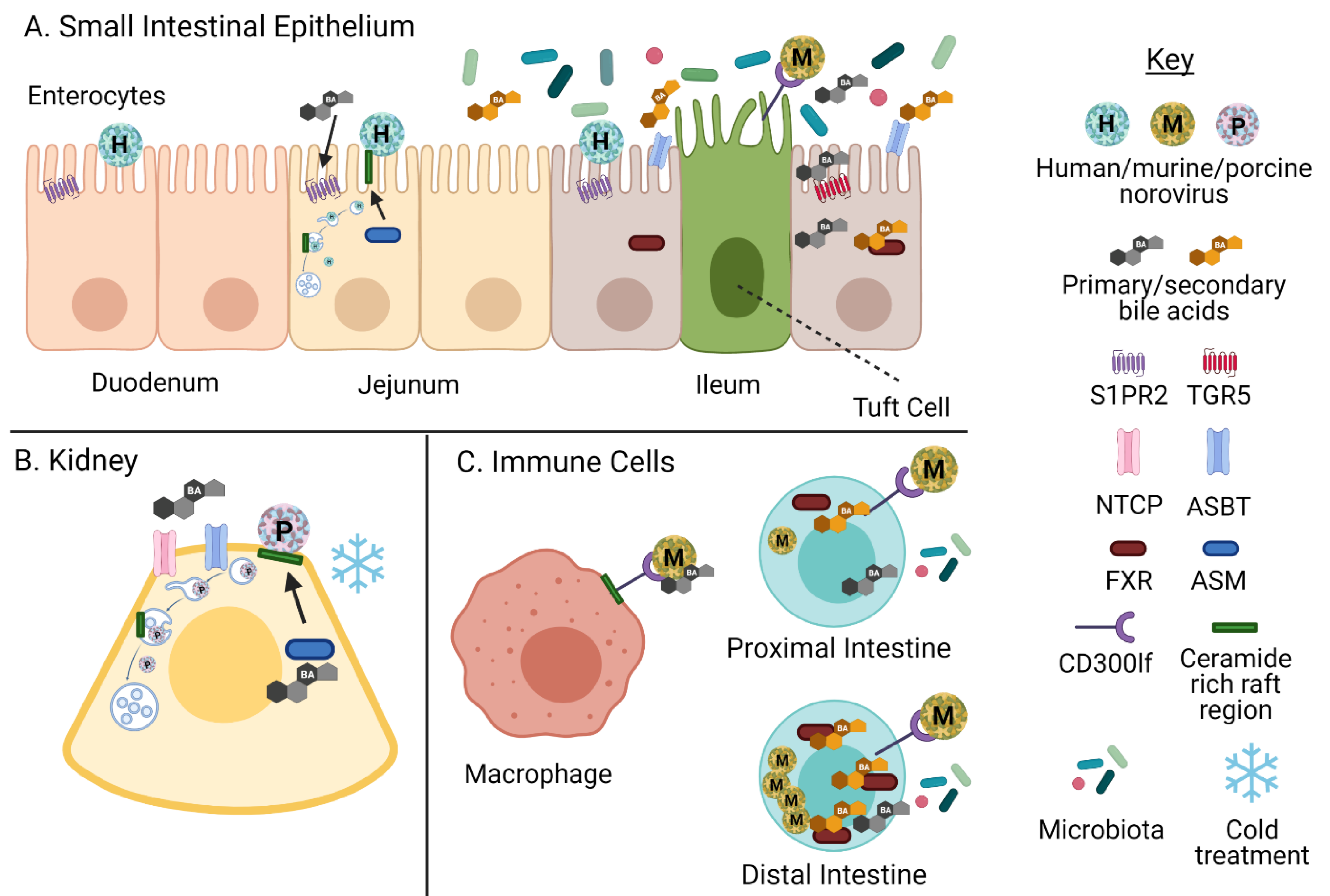 Viruses 13 00998 g005 Viruses 13 00998 g005