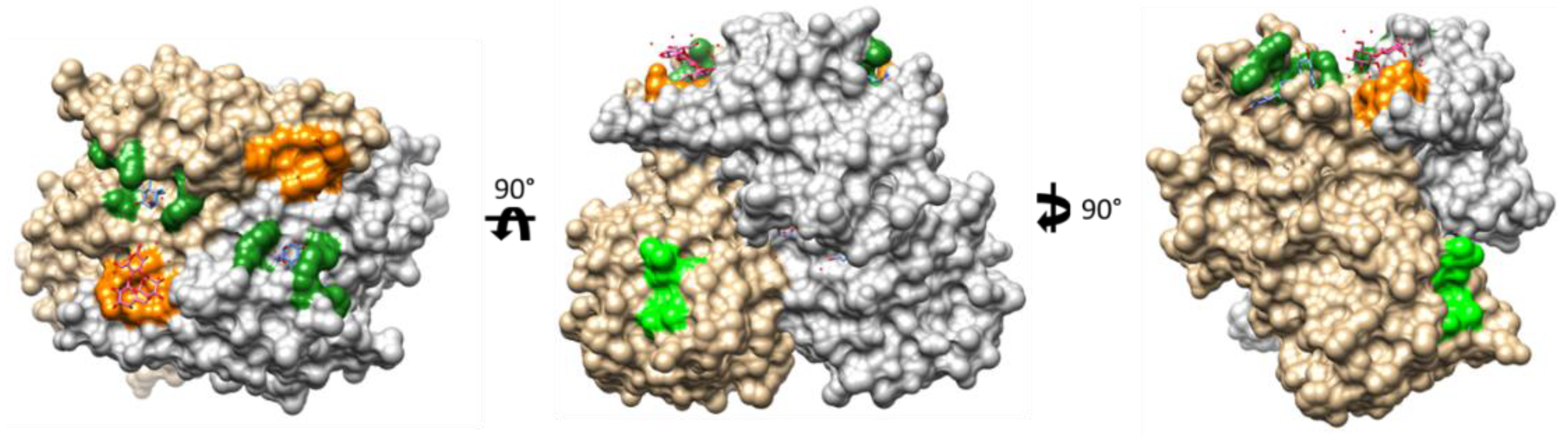Viruses 13 00998 g006 Viruses 13 00998 g006