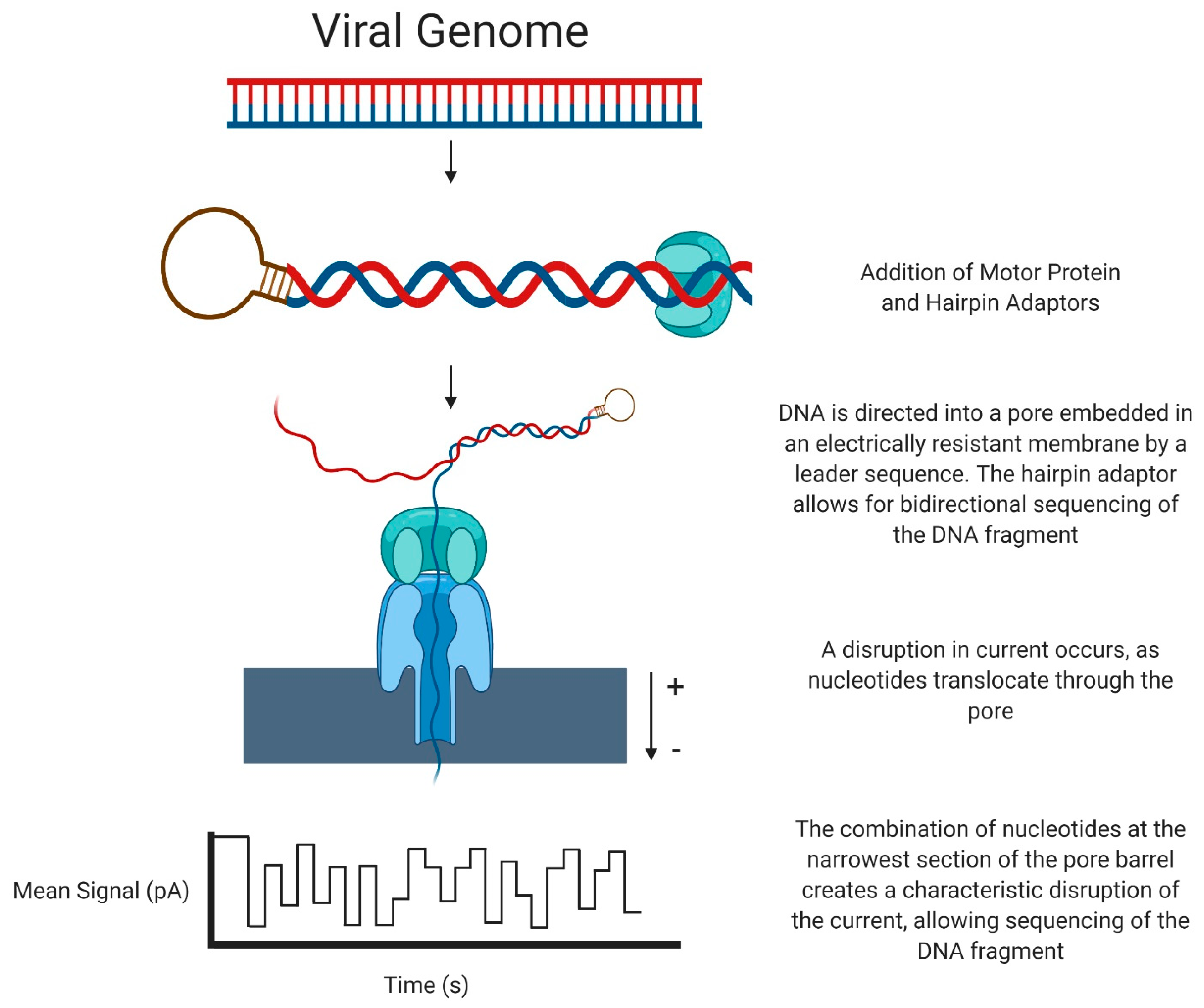 Viruses 13 01020 g002 Viruses 13 01020 g002