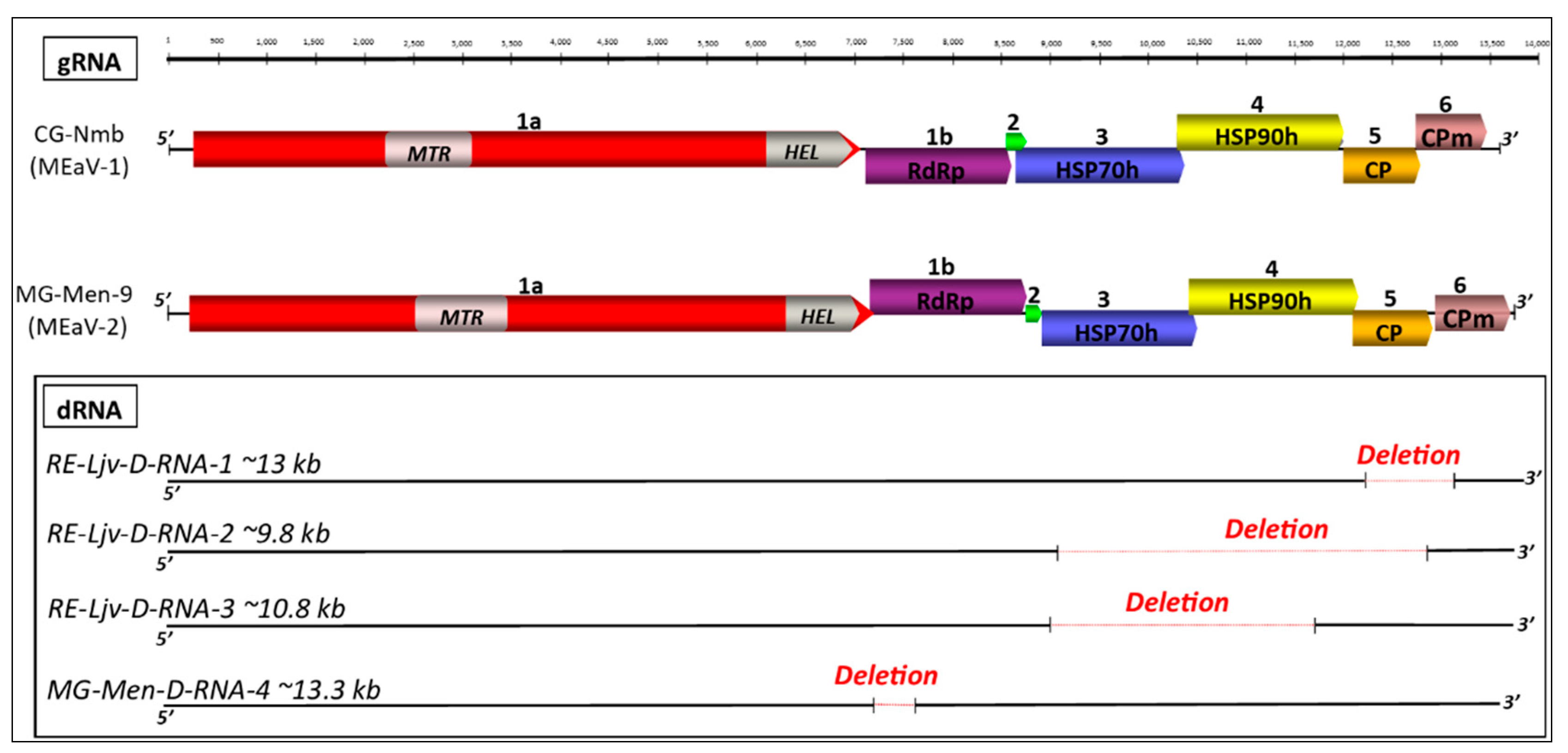 Viruses 13 01030 g001 Viruses 13 01030 g001