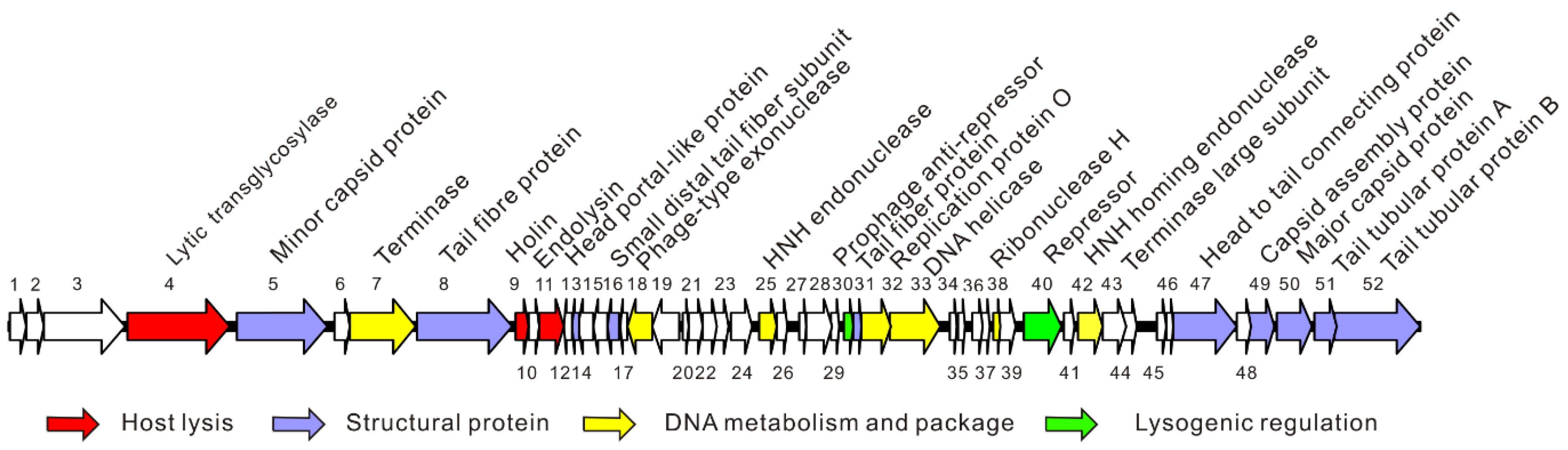 Viruses 13 01034 g002 Viruses 13 01034 g002