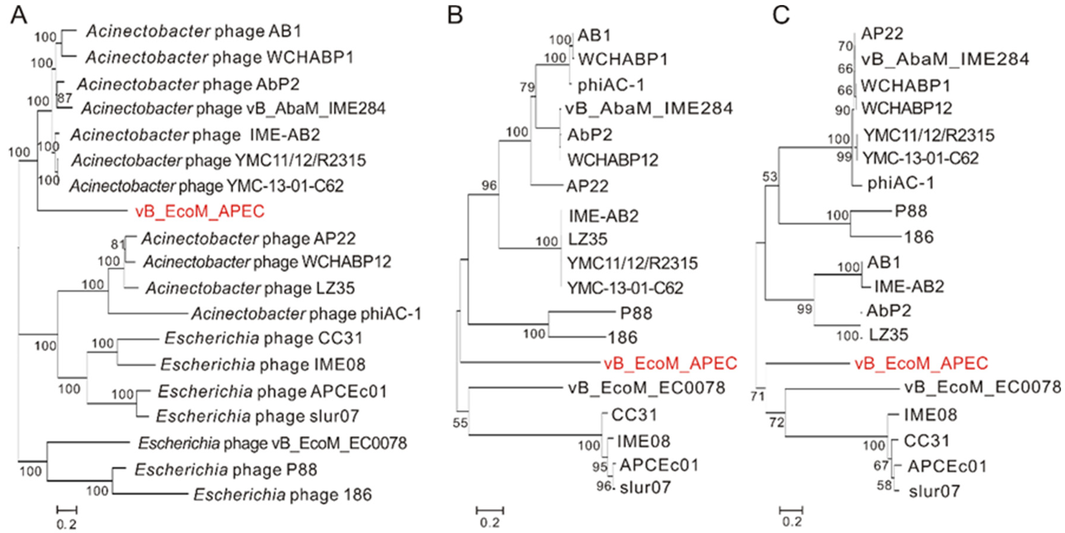 Viruses 13 01034 g003 Viruses 13 01034 g003