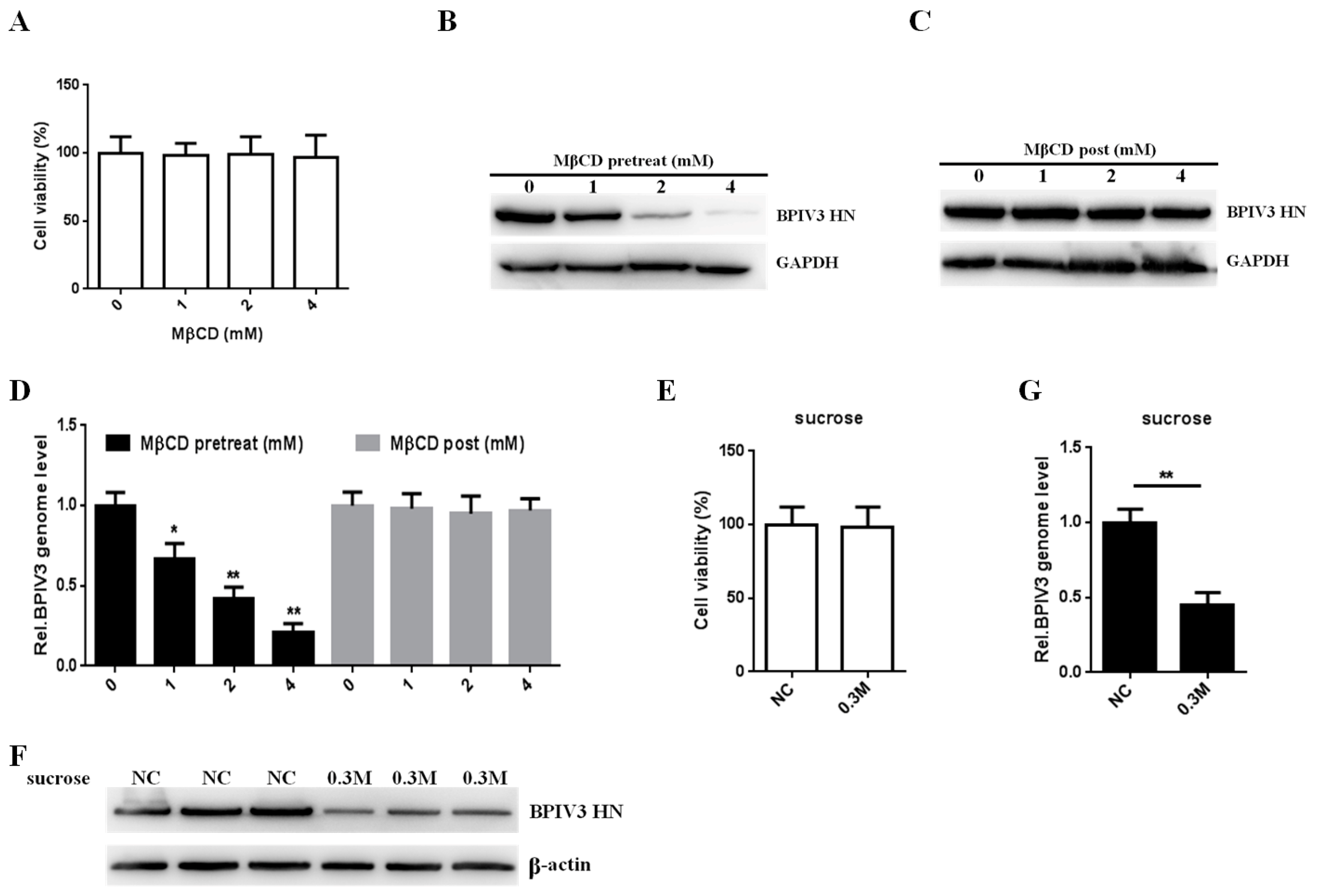 Viruses 13 01035 g001