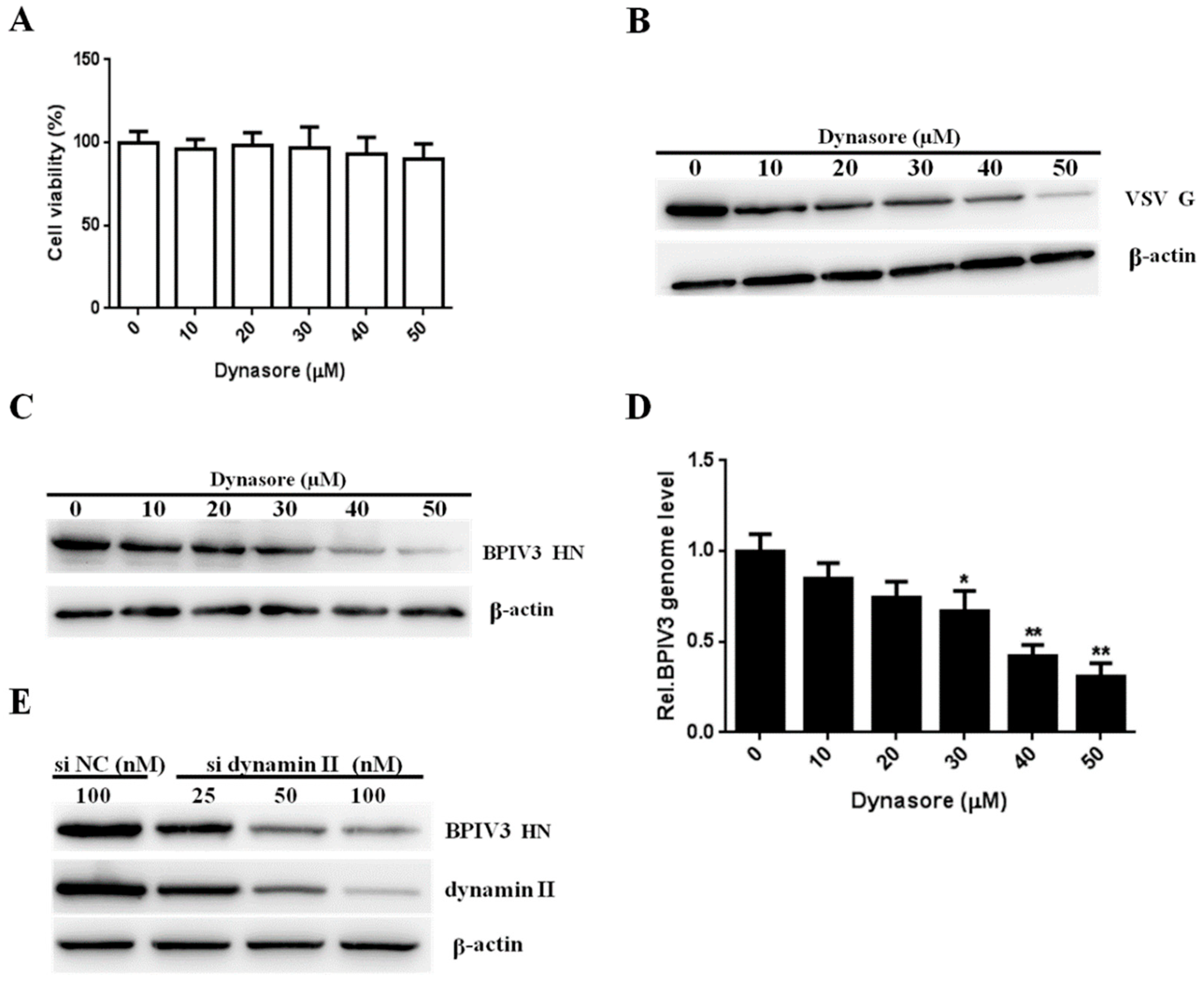 Viruses 13 01035 g002