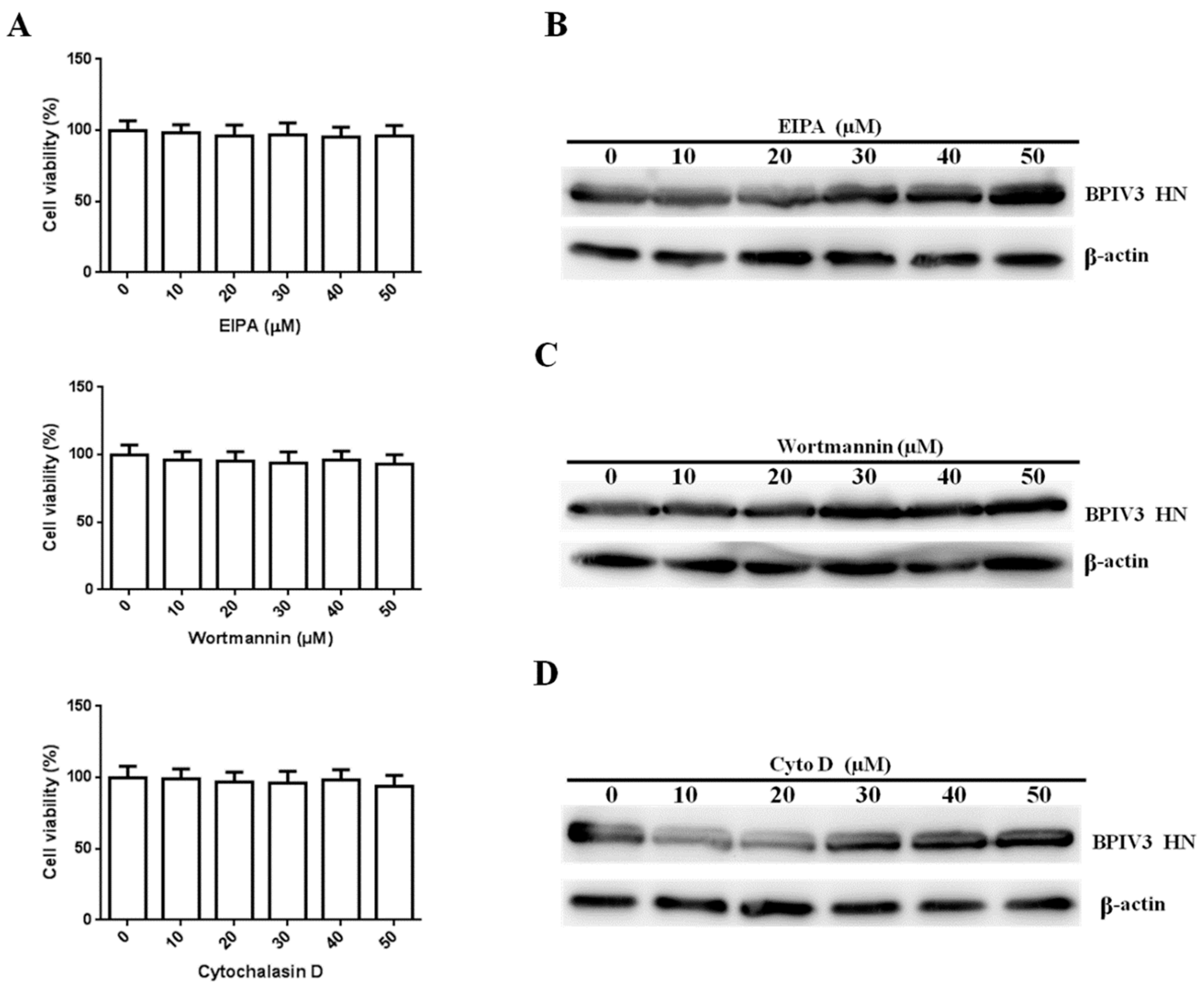 Viruses 13 01035 g005