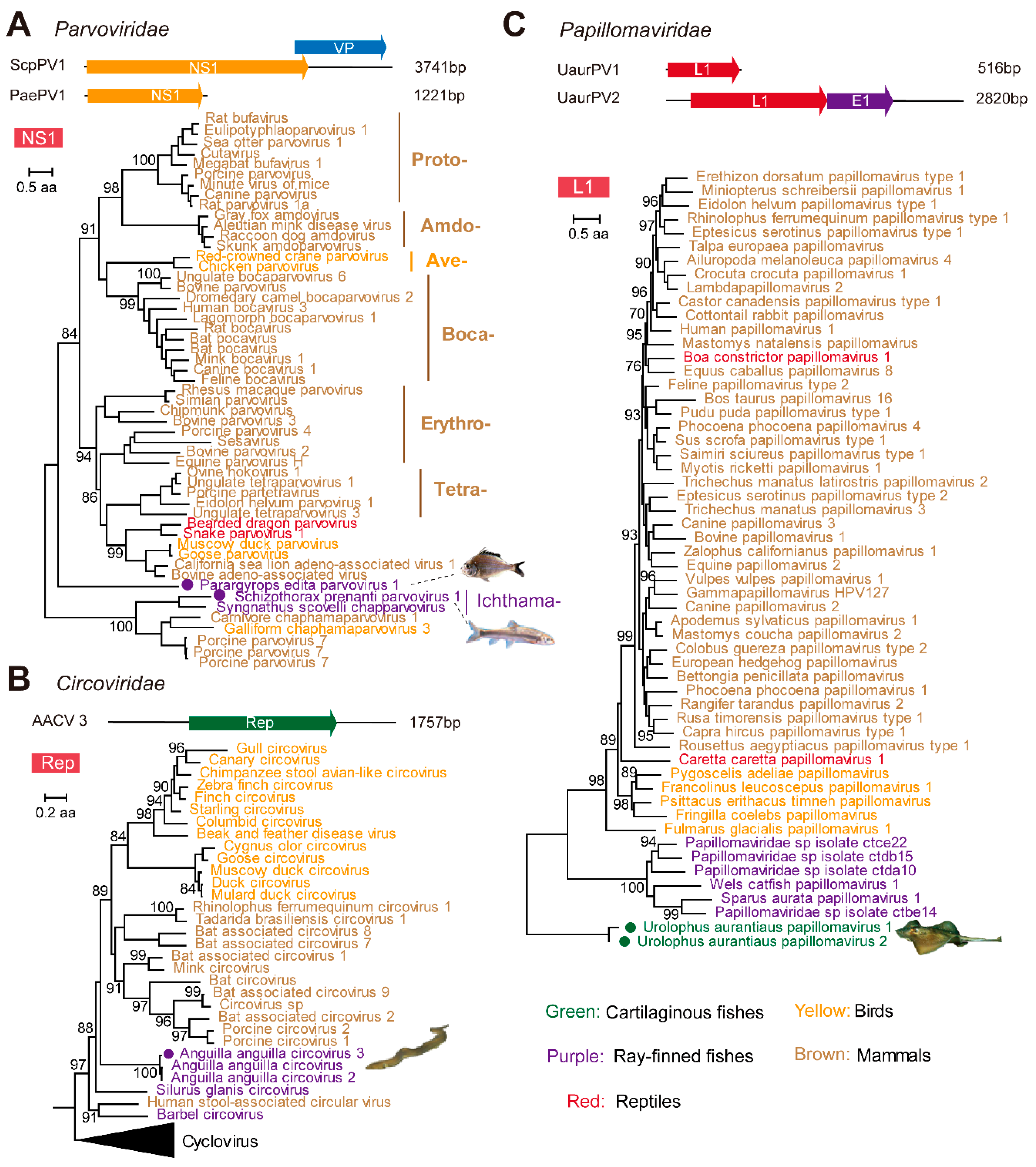 Viruses 13 01042 g003 Viruses 13 01042 g003