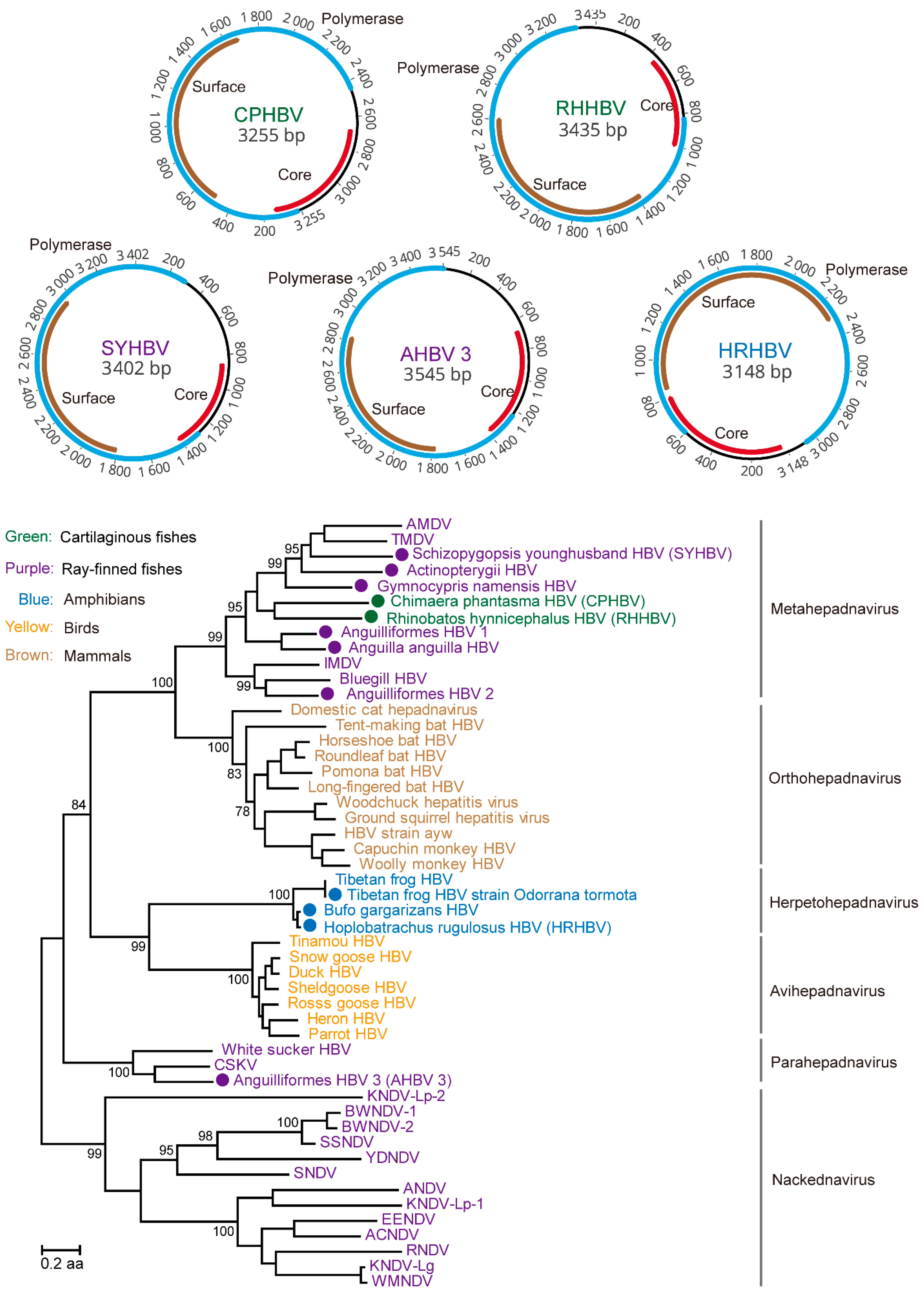 Viruses 13 01042 g004 Viruses 13 01042 g004