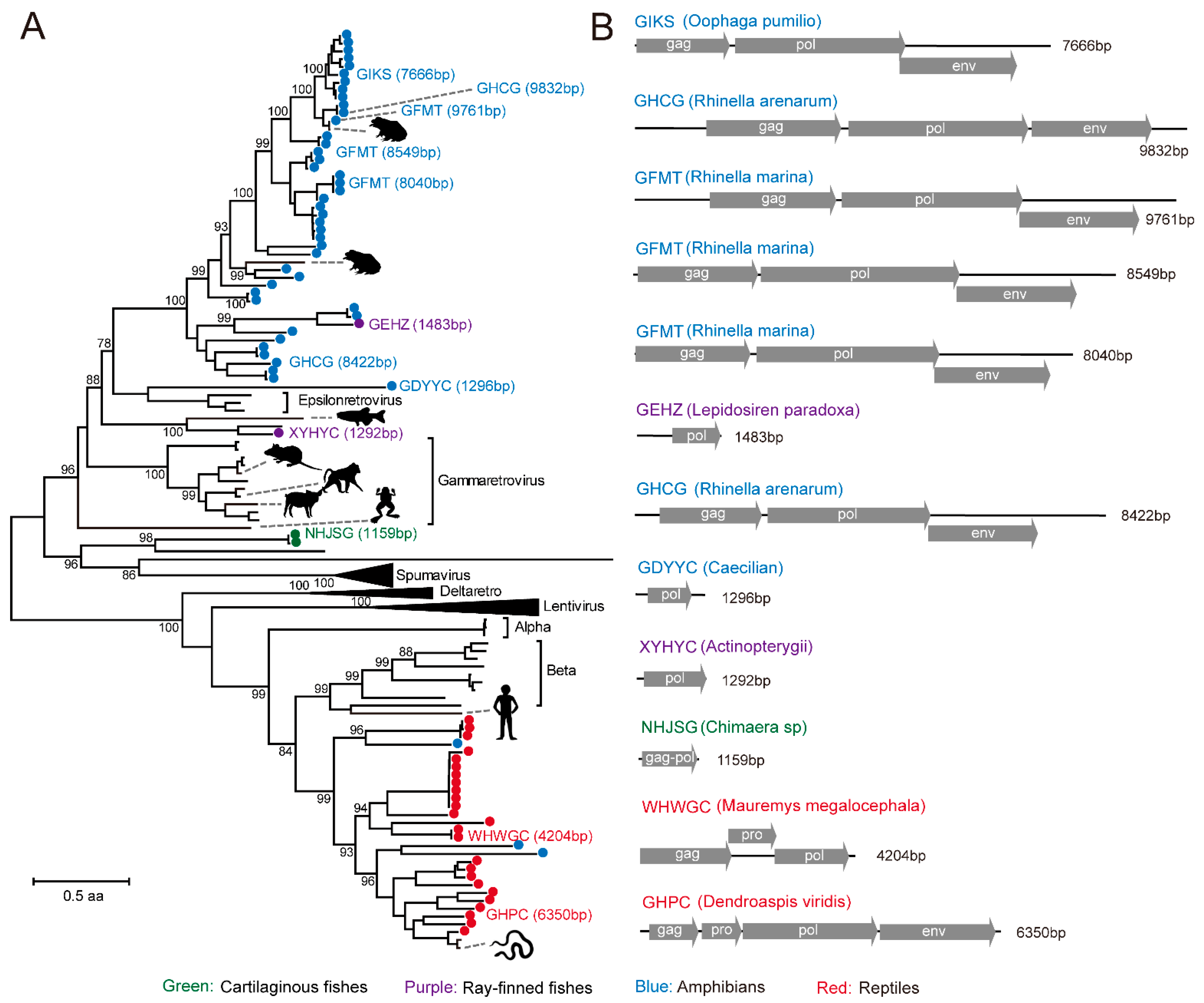 Viruses 13 01042 g005 Viruses 13 01042 g005