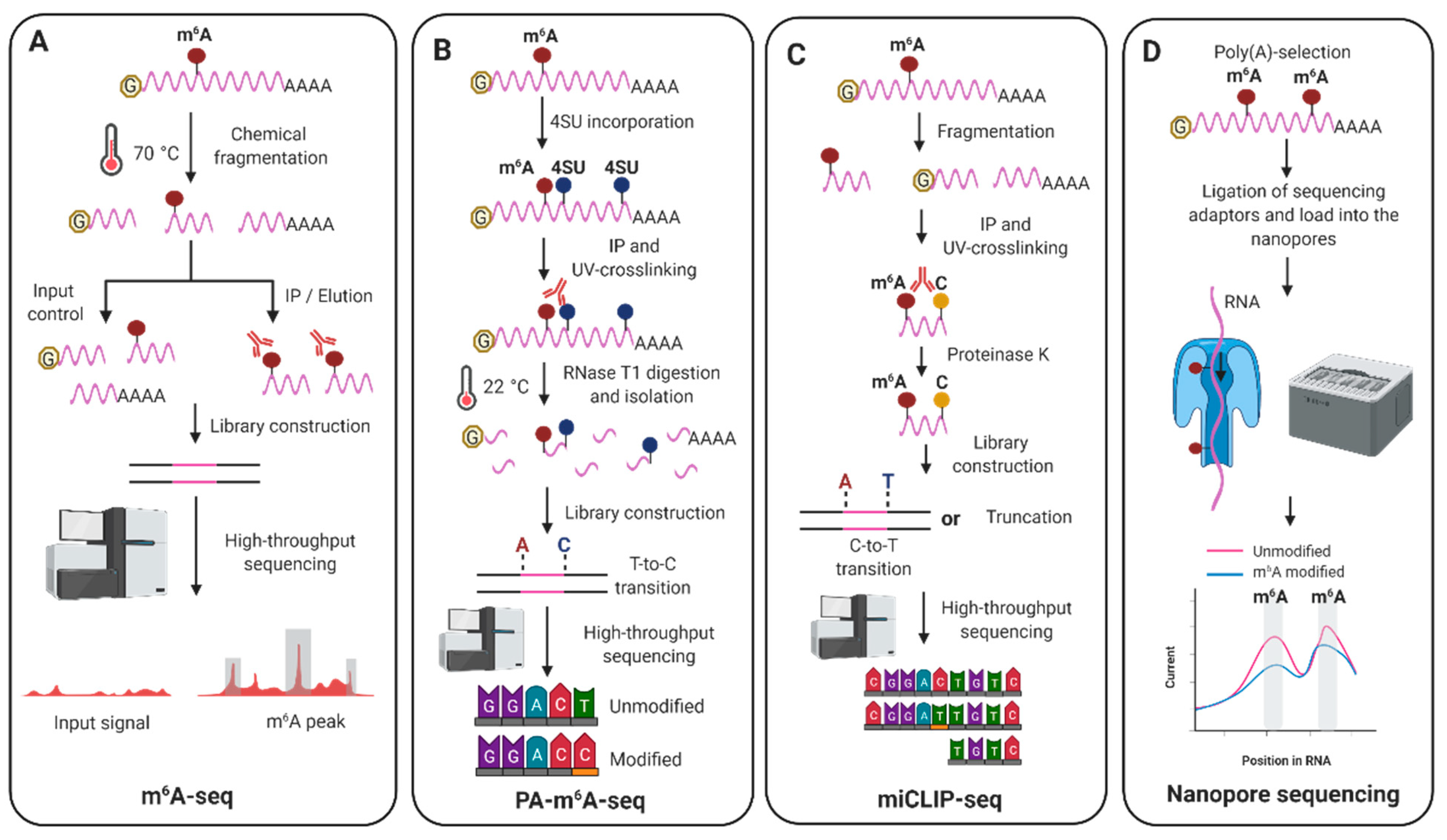 Viruses 13 01049 g002