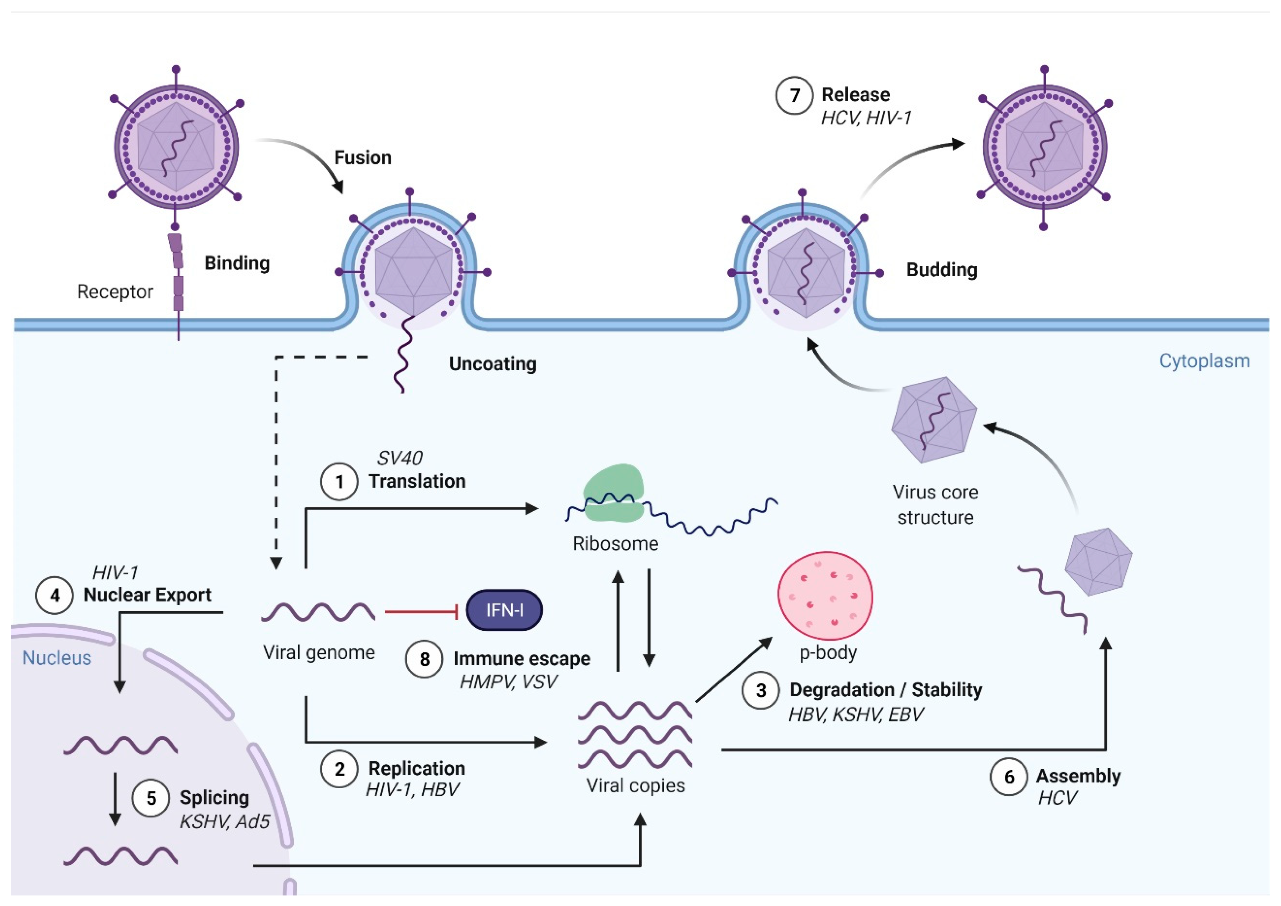Viruses 13 01049 g003